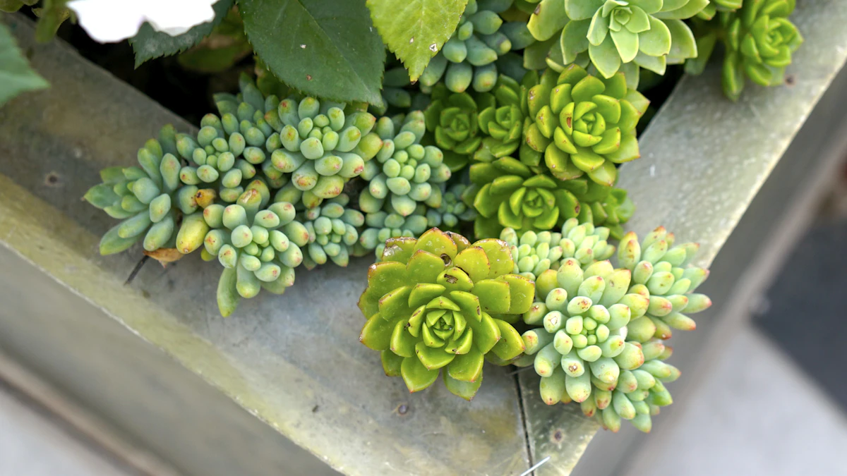 Jade Plant Crassula India — Money Plant Feng Shui Complete Guide