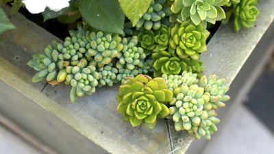 Jade Plant Crassula India — Money Plant Feng Shui Complete Guide