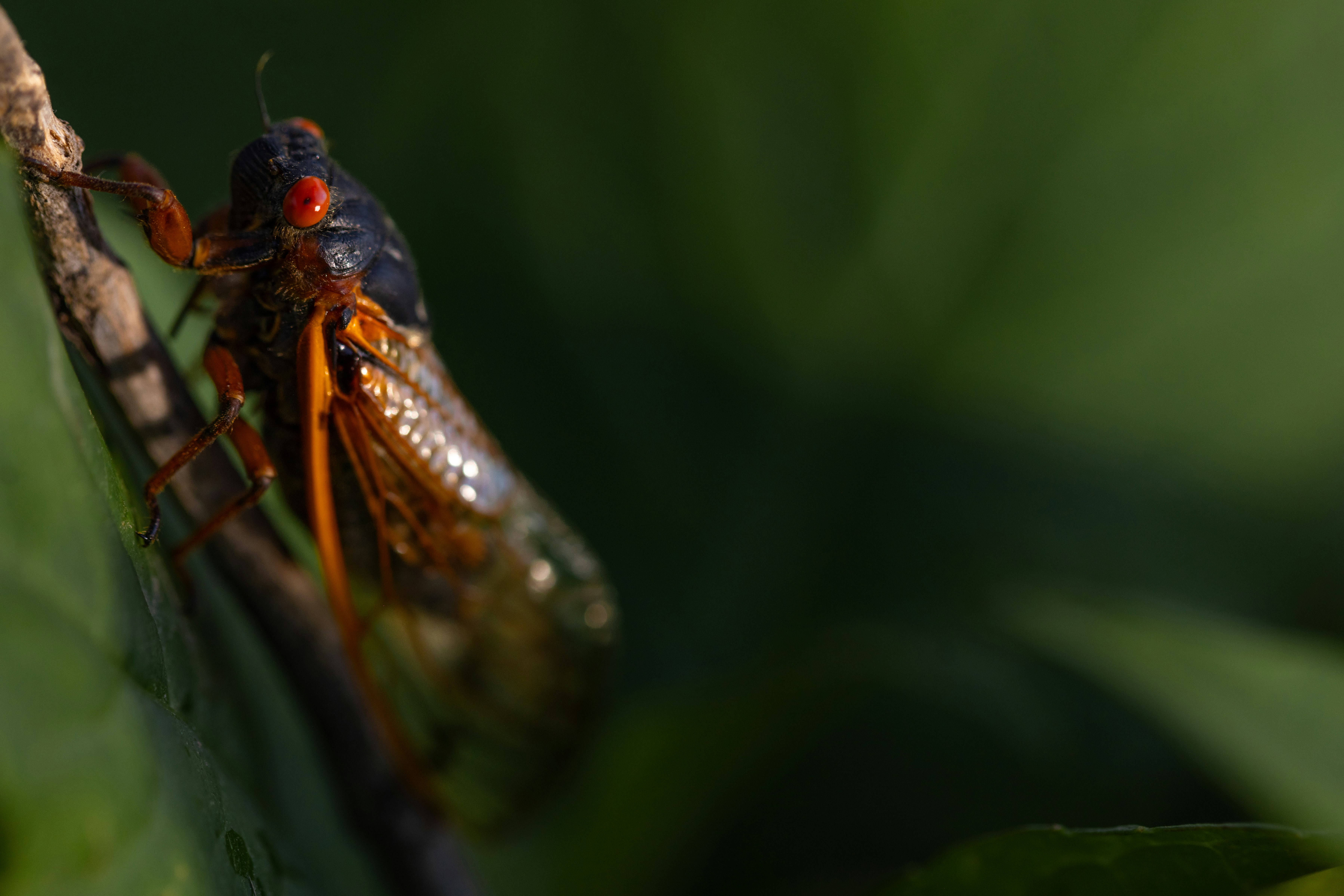 葉っぱの上の虫のクローズアップ