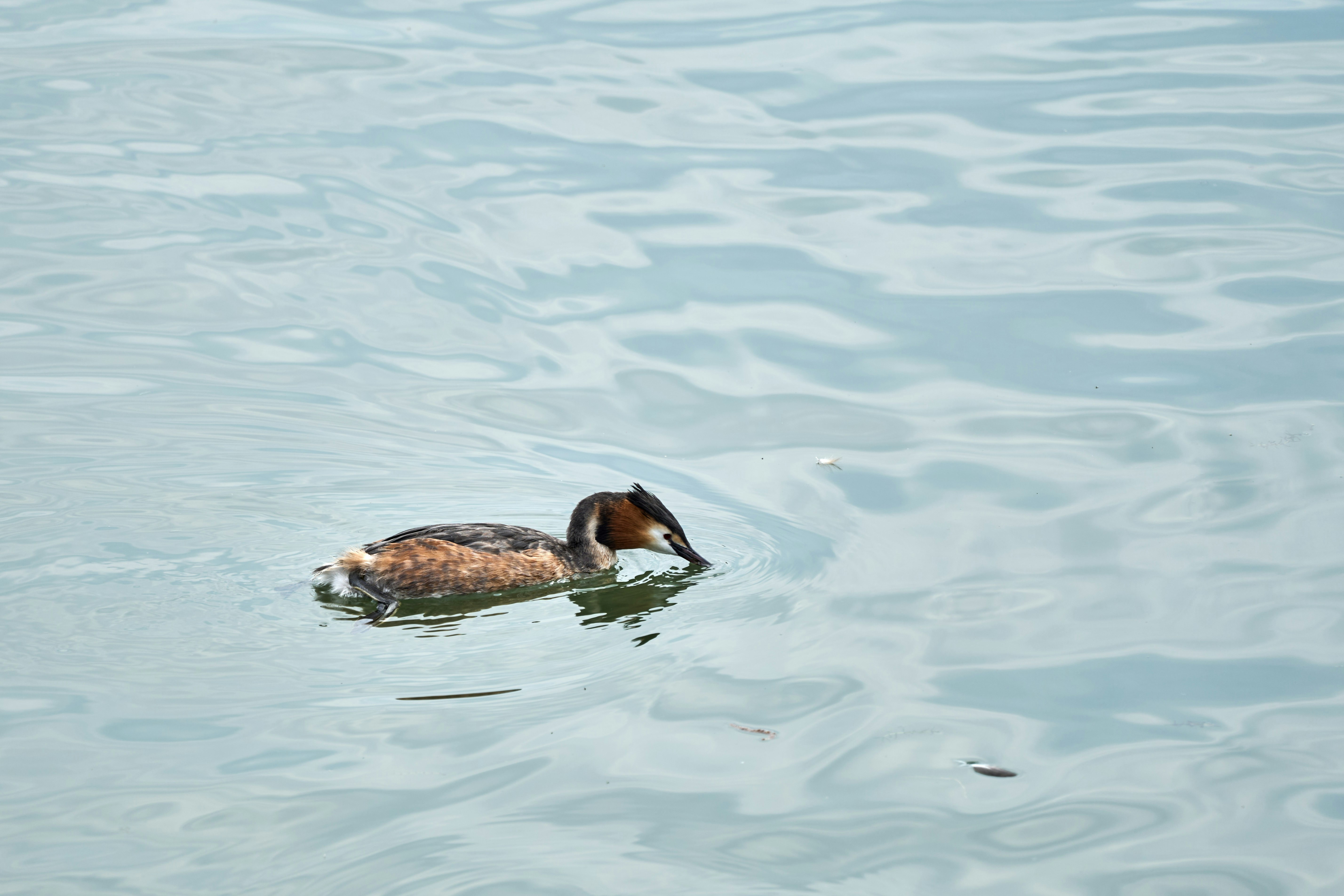 Photo by wolfgang_hasselmann