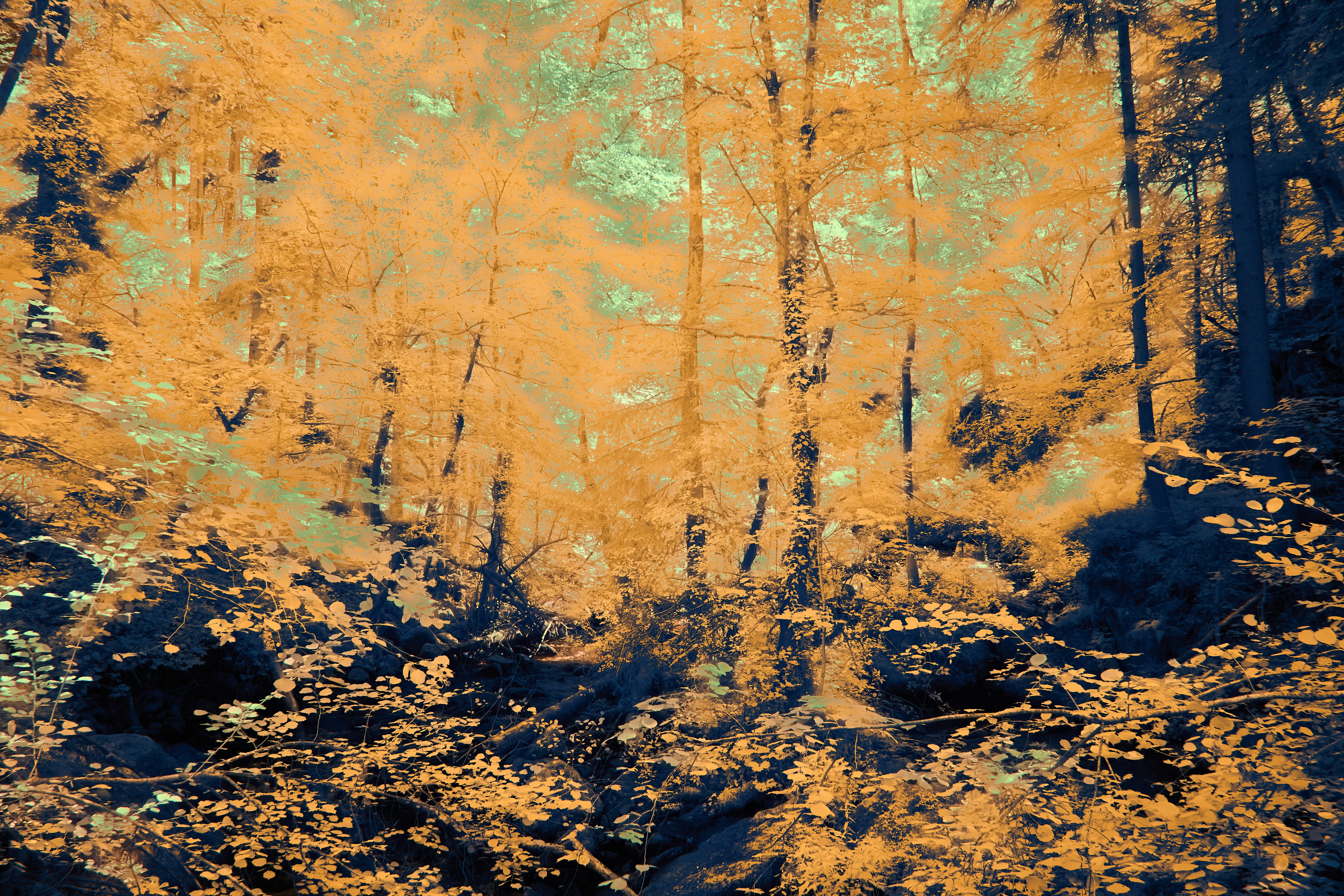 Photo by wolfgang_hasselmann