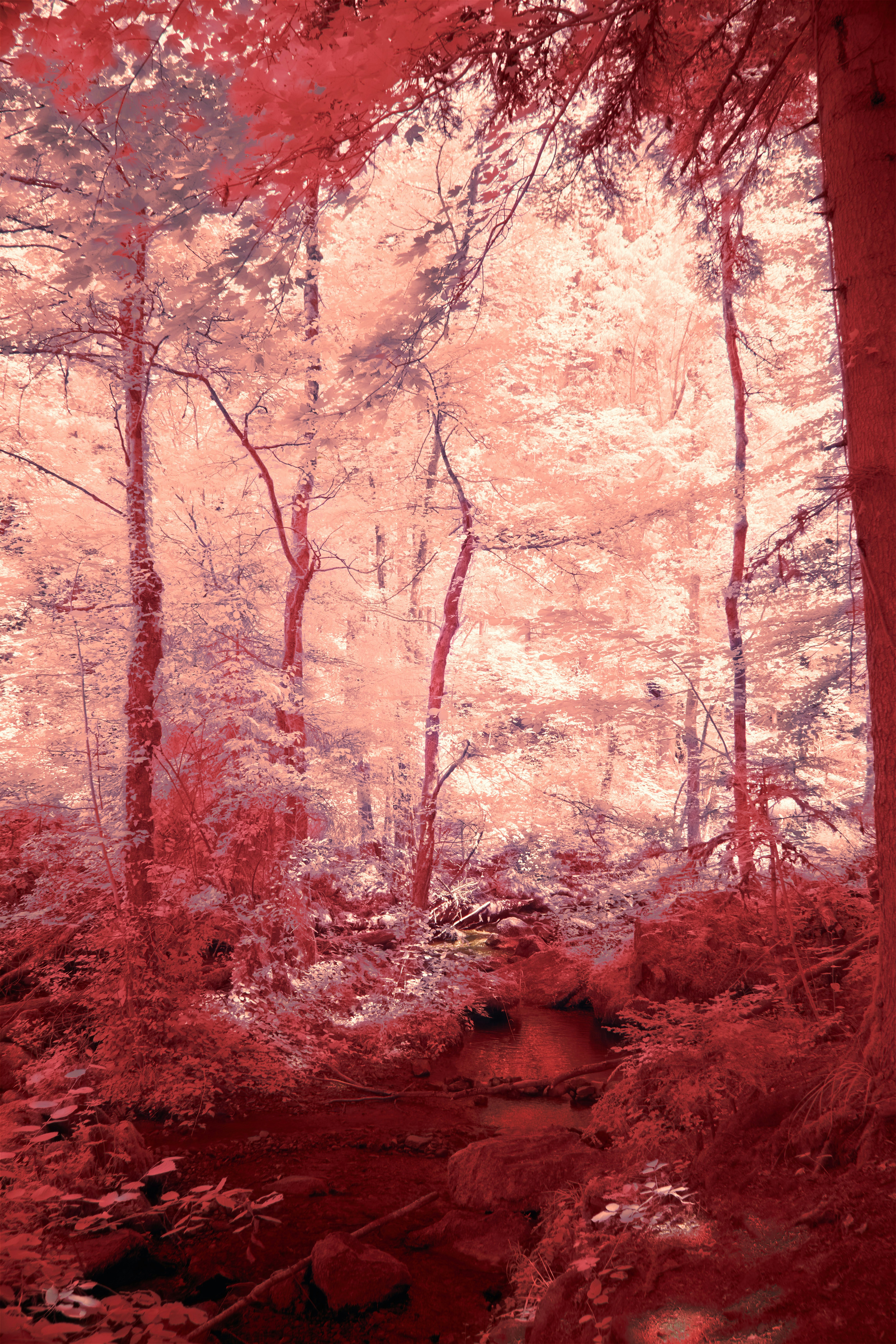 Photo by wolfgang_hasselmann