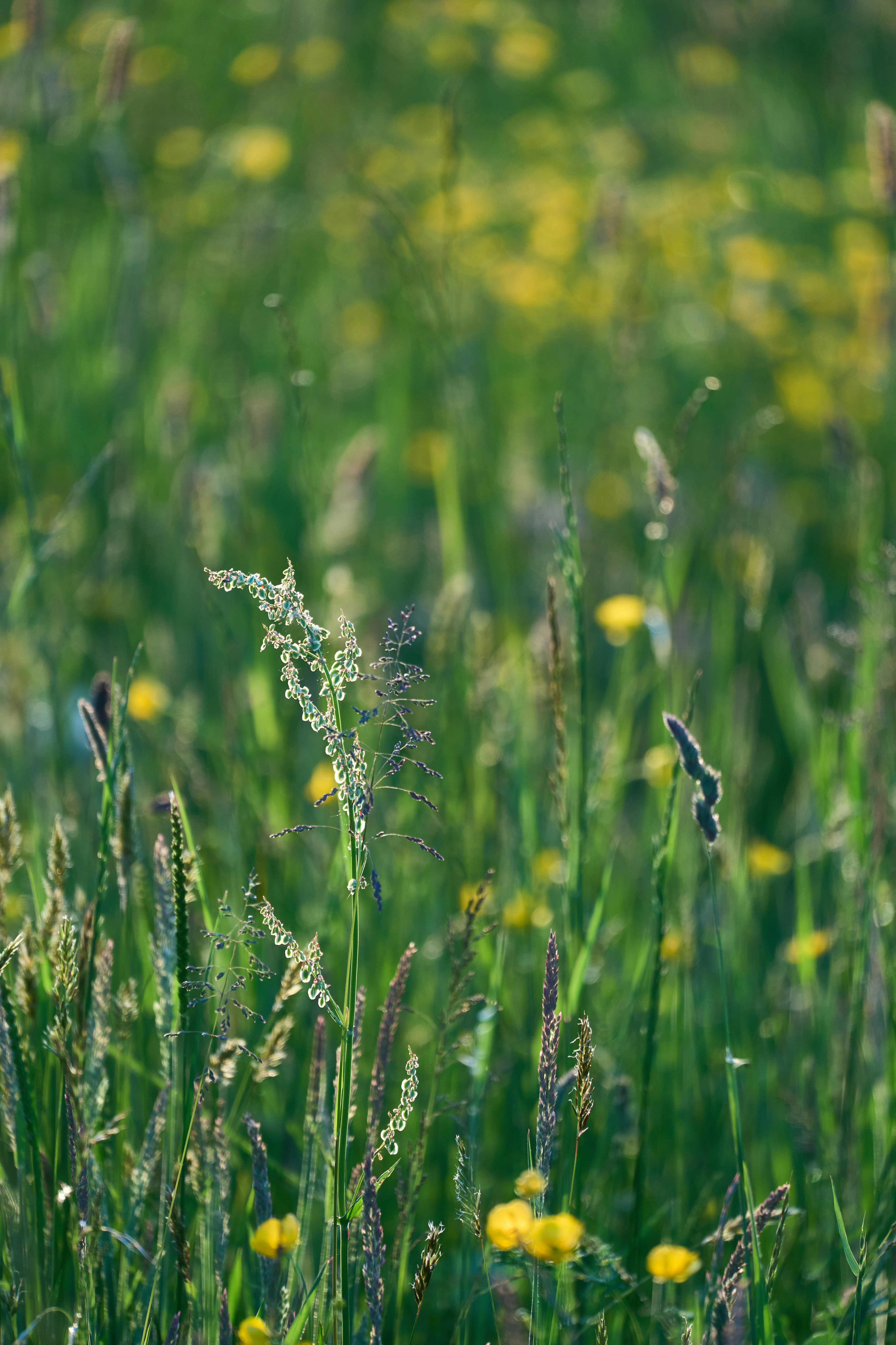 Photo by wolfgang_hasselmann