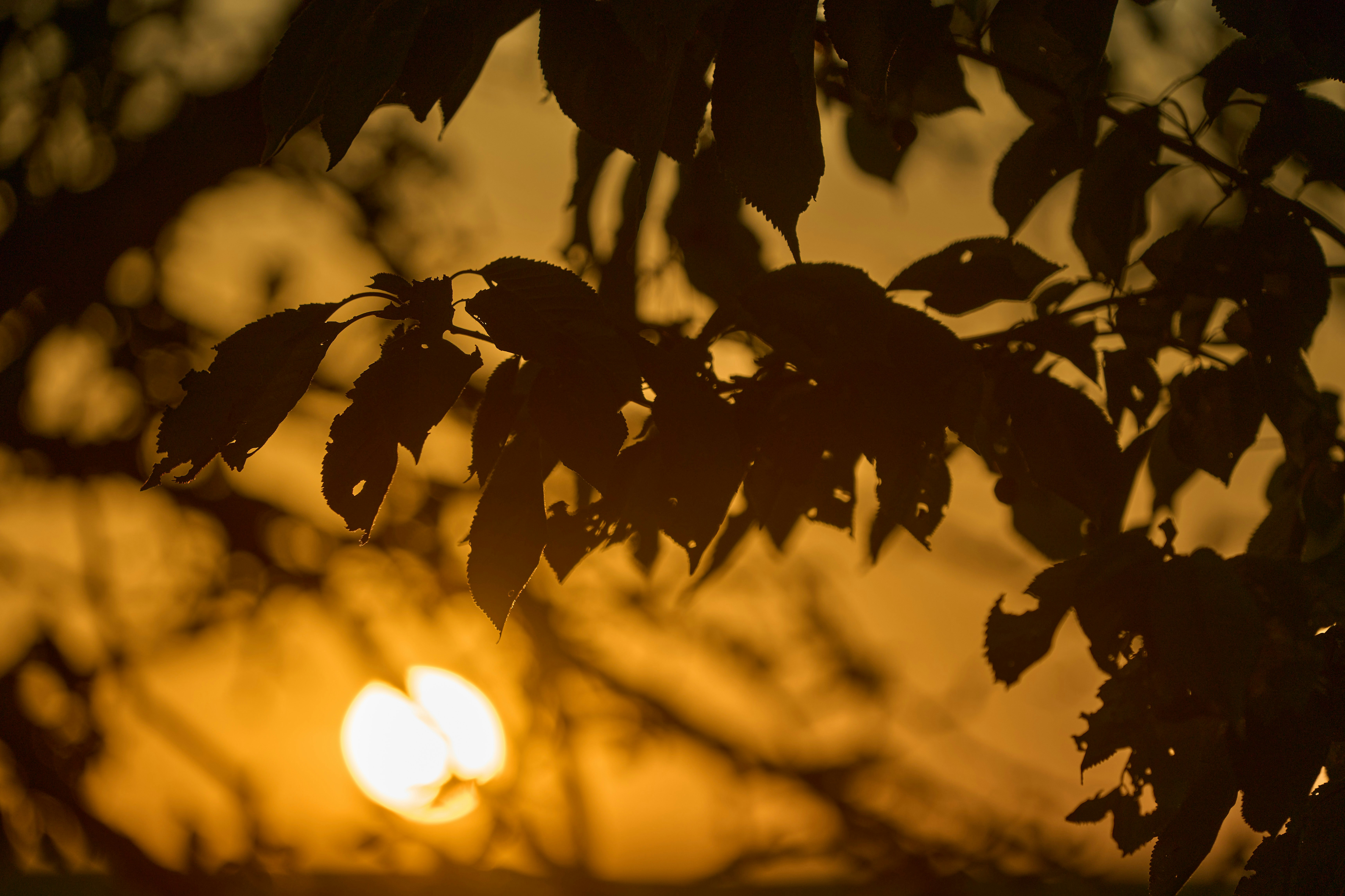 Photo by wolfgang_hasselmann