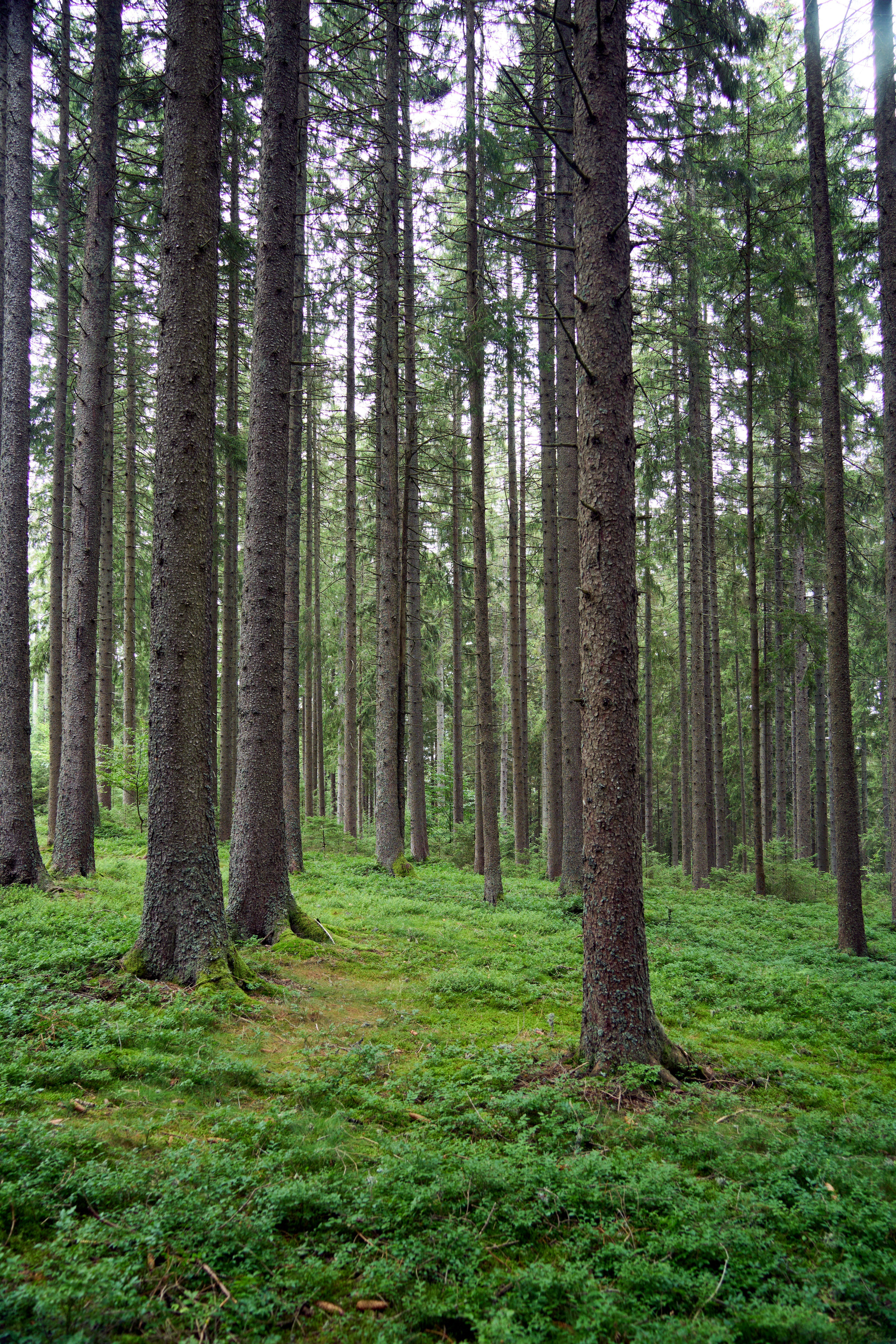 Photo by wolfgang_hasselmann