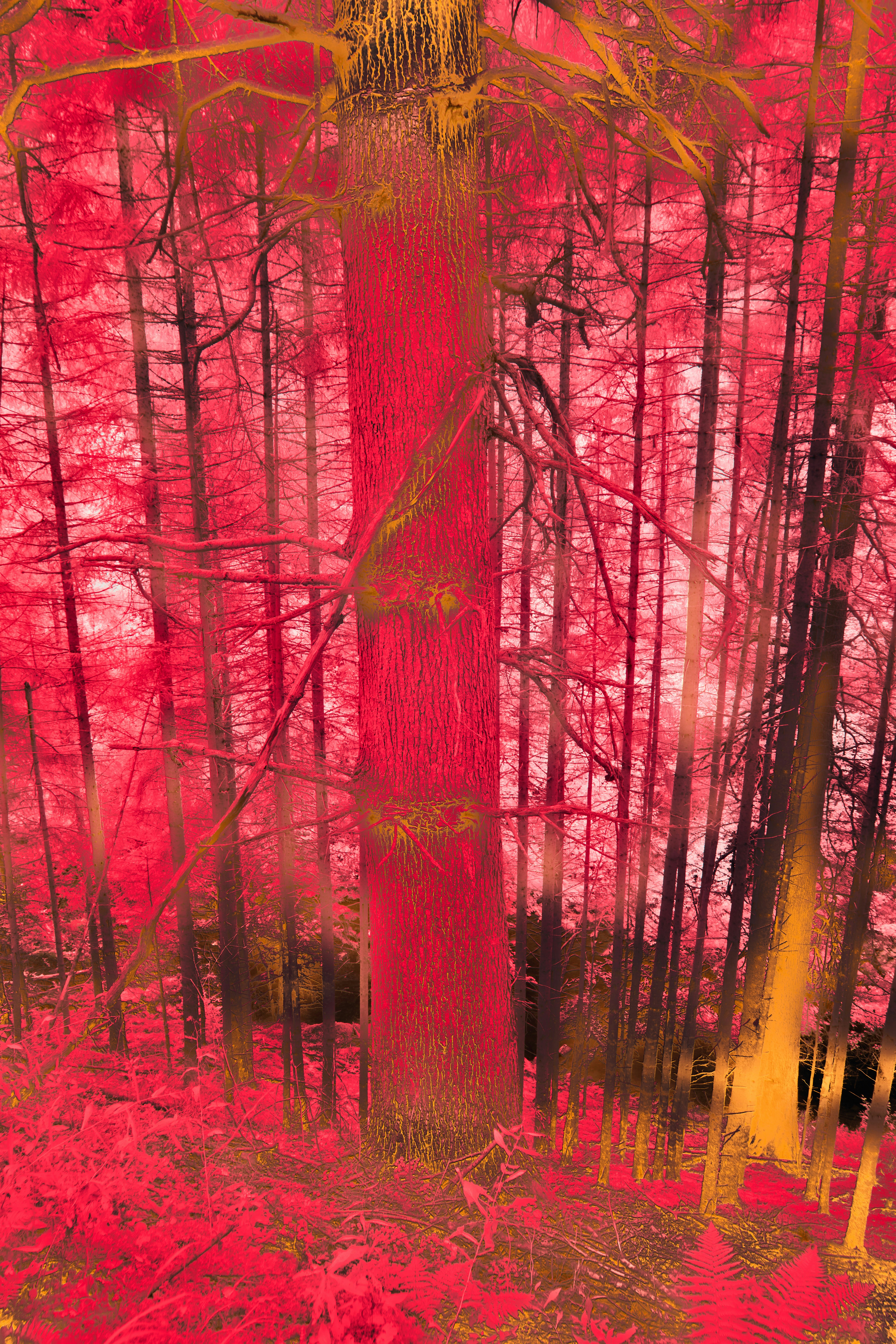 Photo by wolfgang_hasselmann