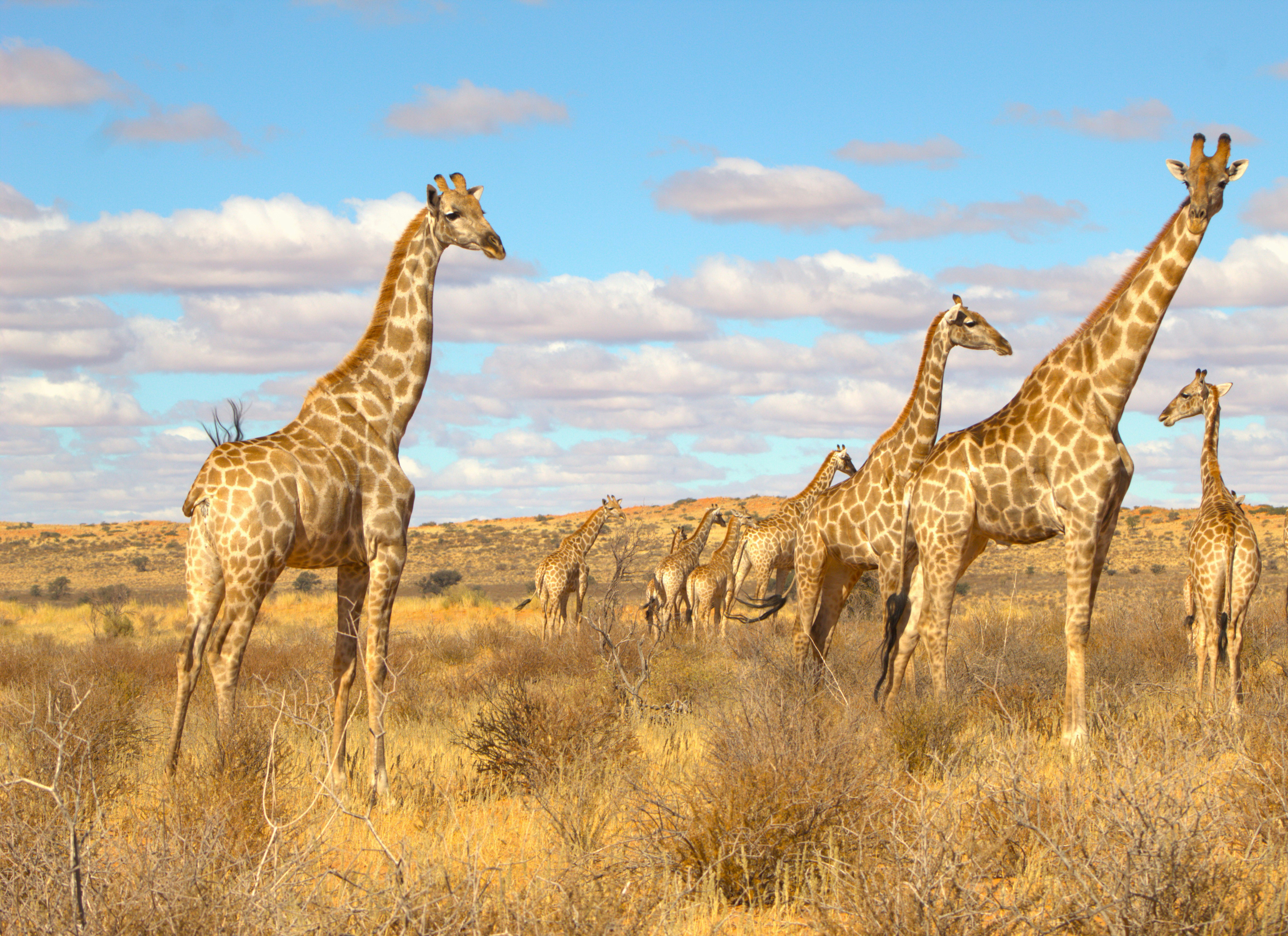 Caring for Giraffes in Captivity: Zoos, Sanctuaries, and Ethical Considerations