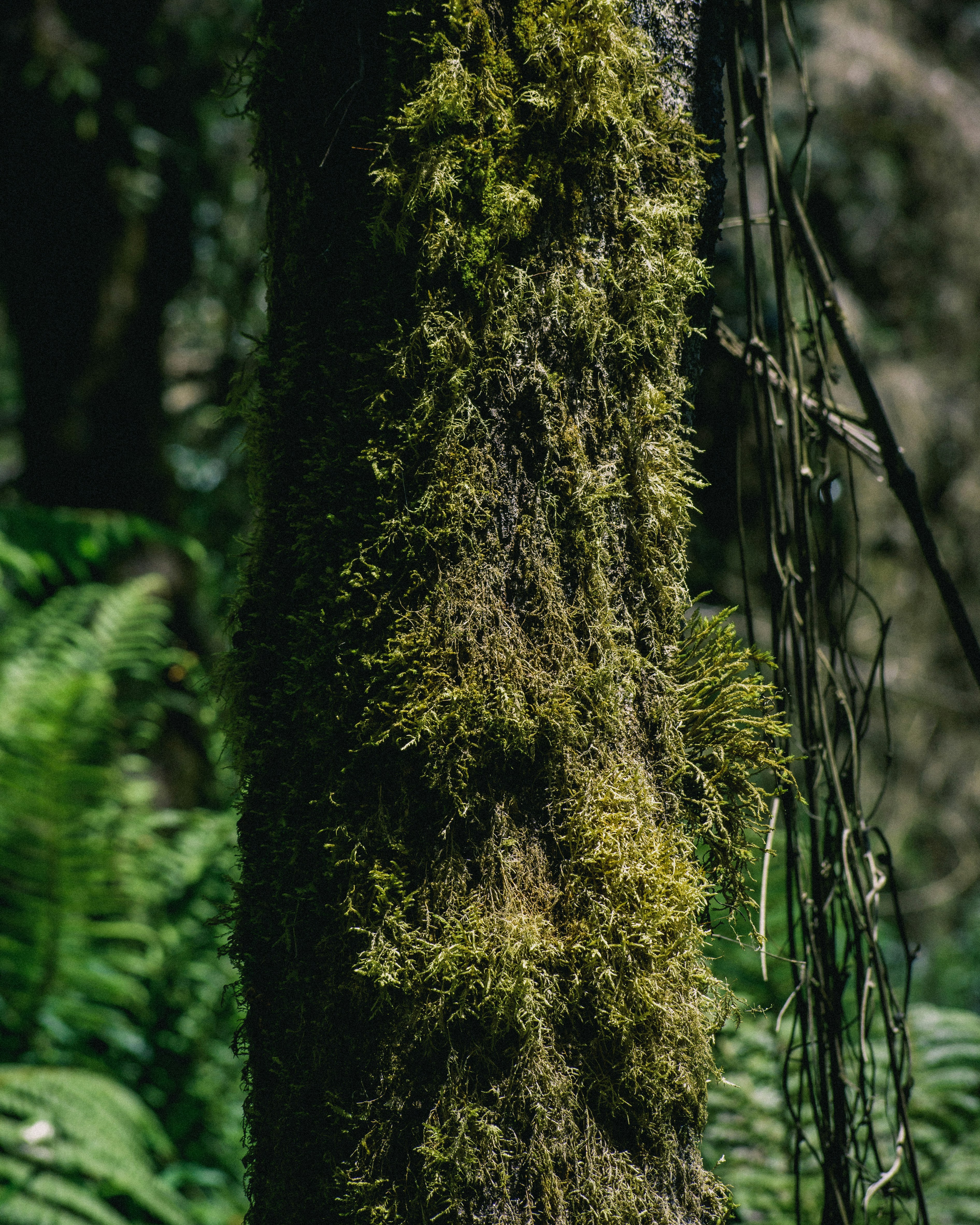 Photo by sebaslaverde_nkn