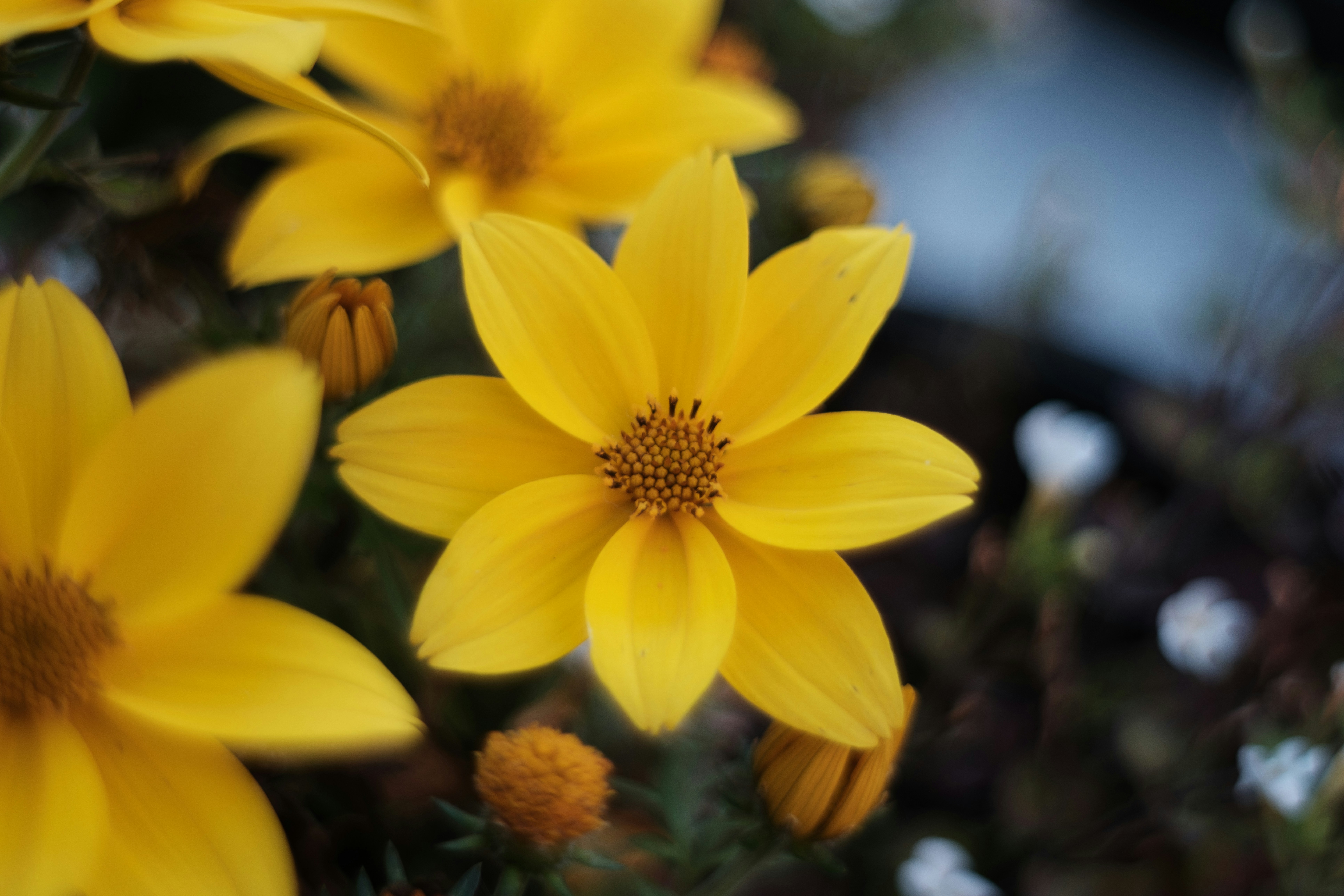 Photo by haberdoedas2