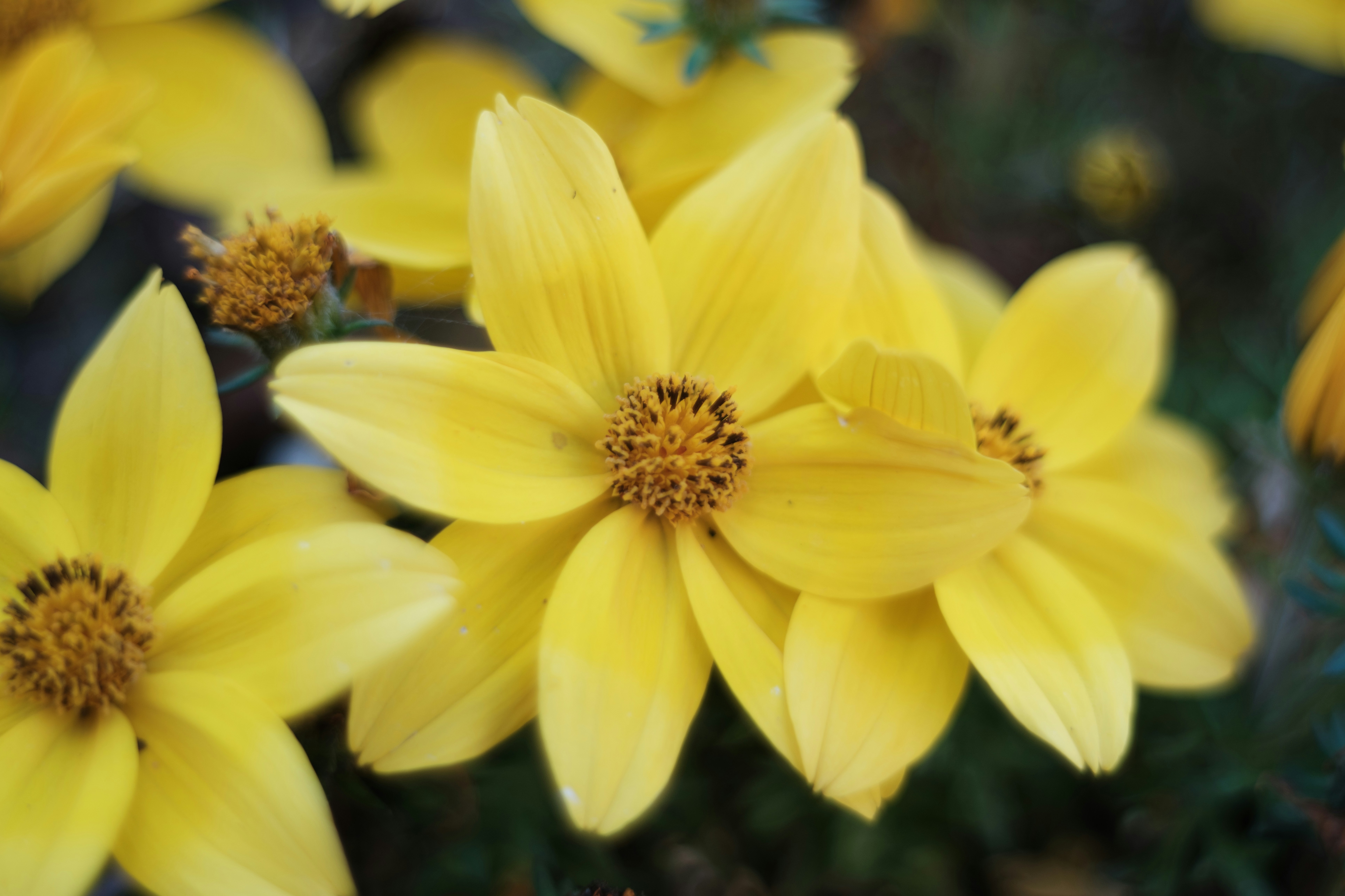 Photo by haberdoedas2