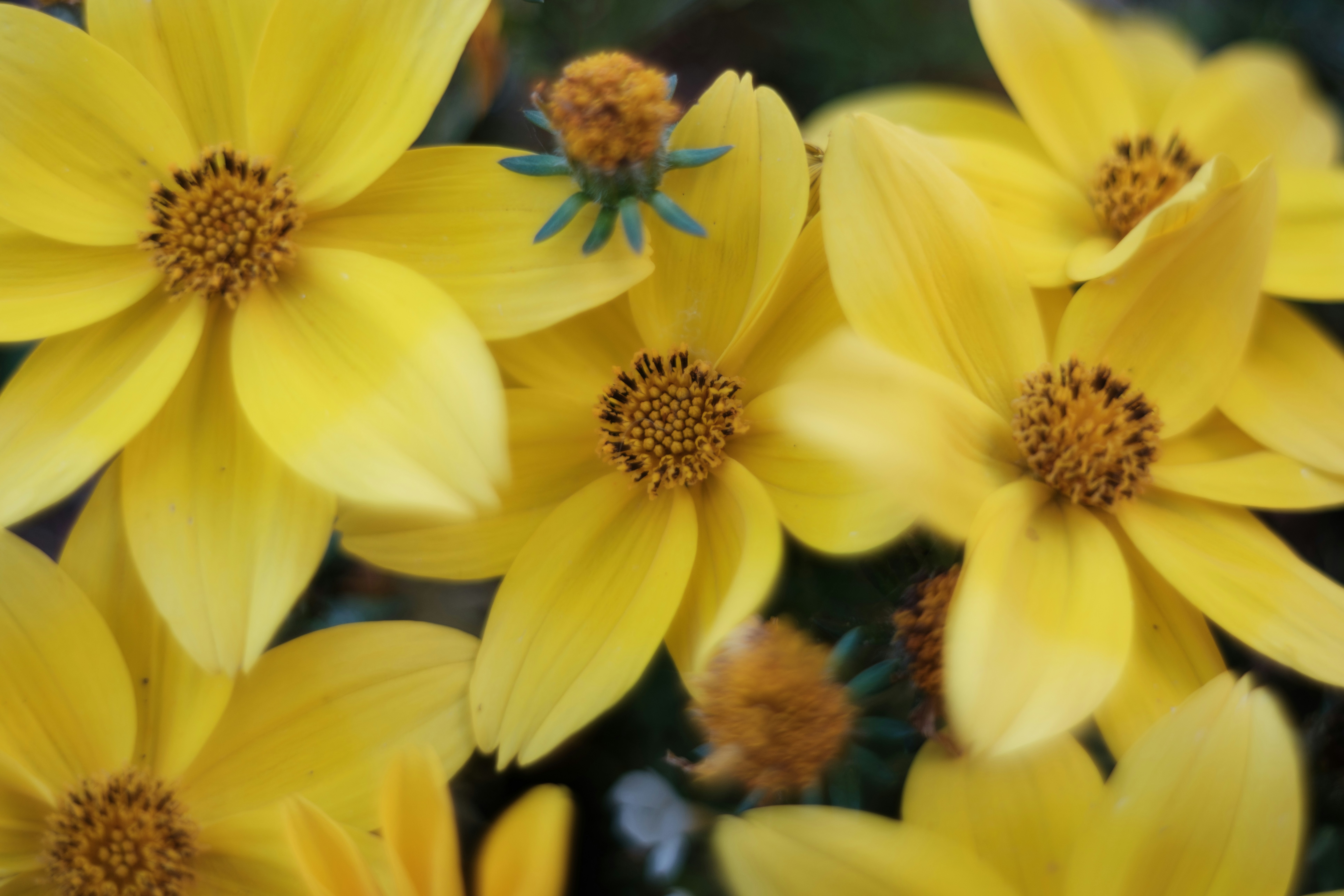 Photo by haberdoedas2