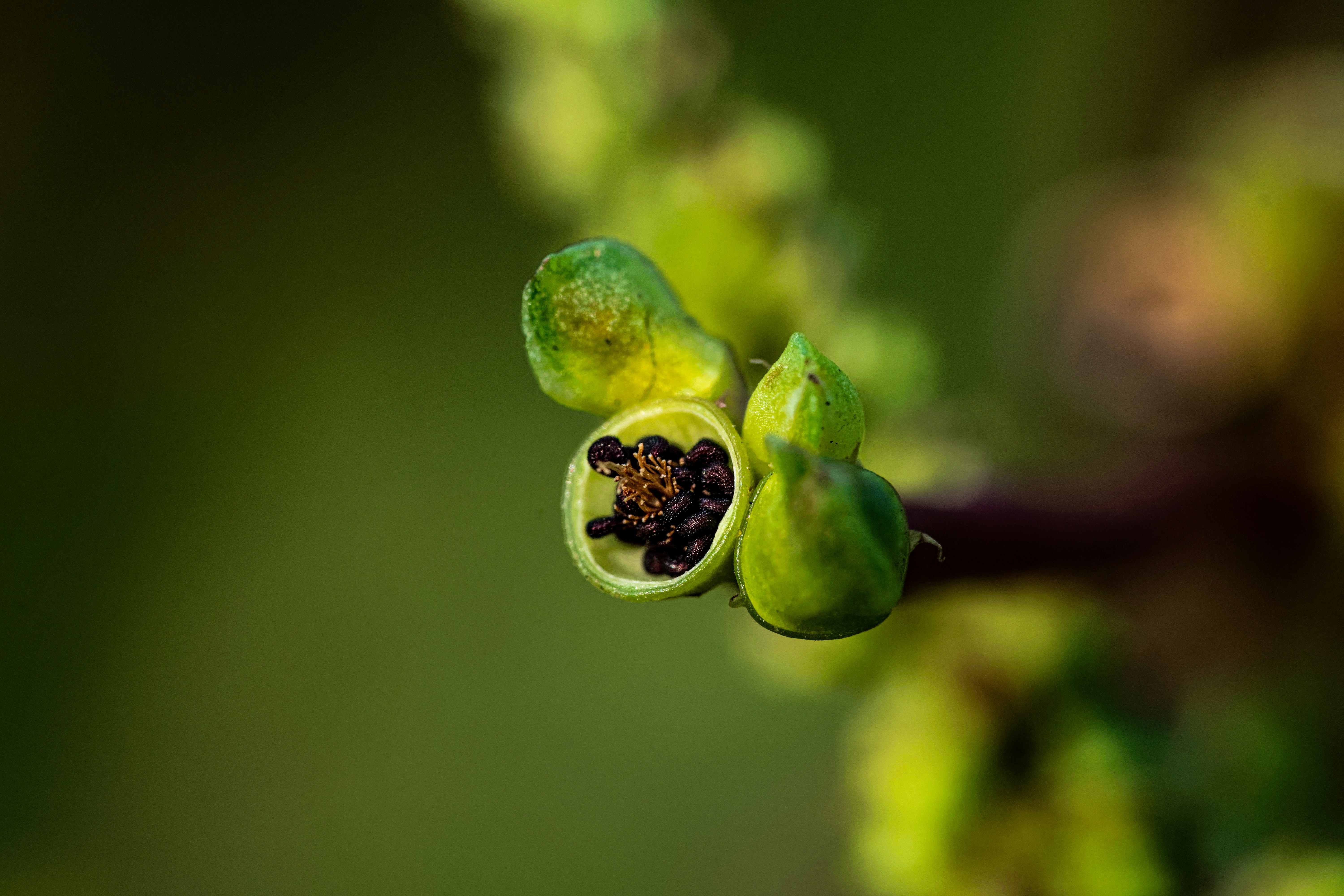 A close up of a flower bud on a plant