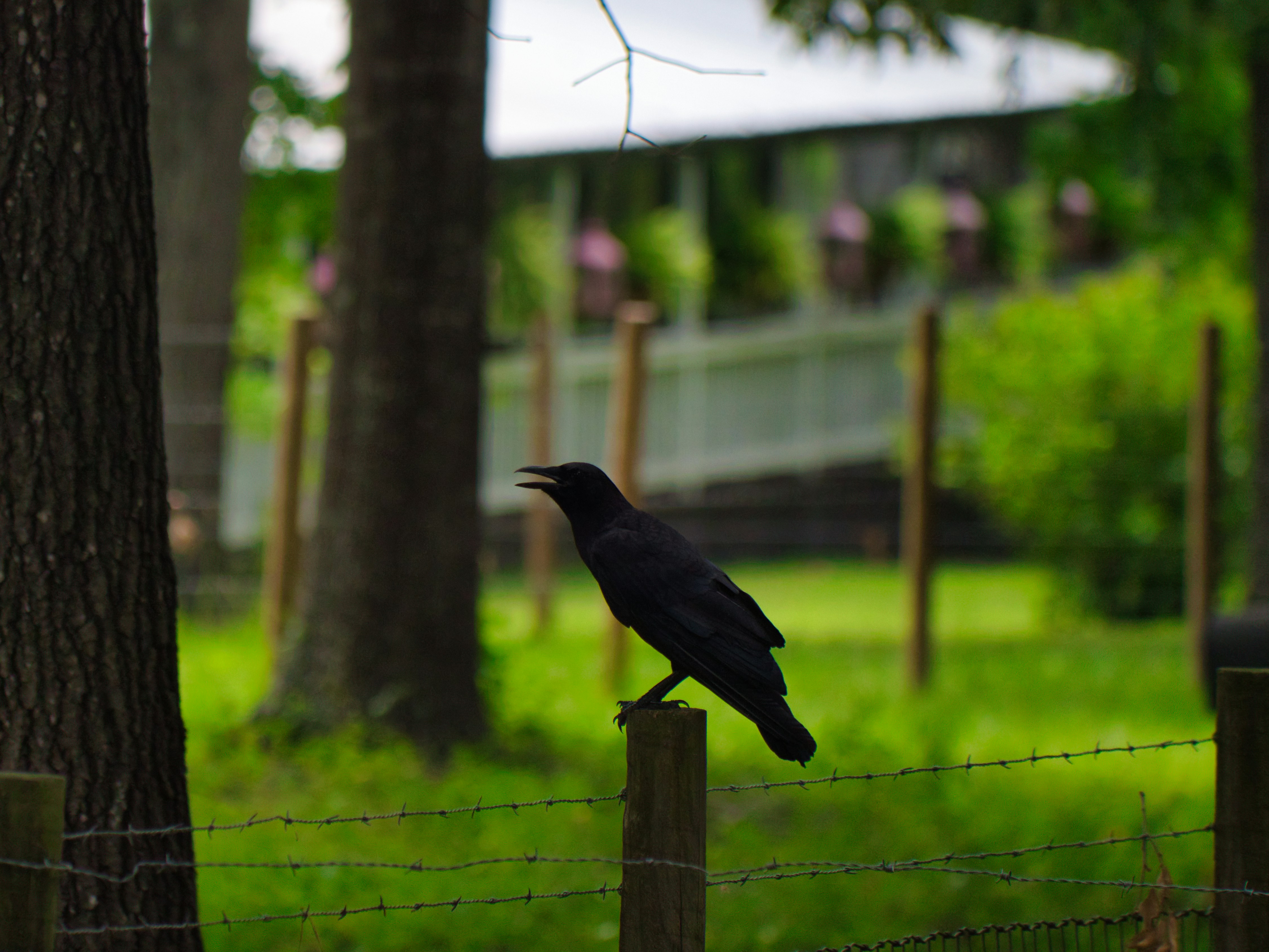 Photo by cnettuno