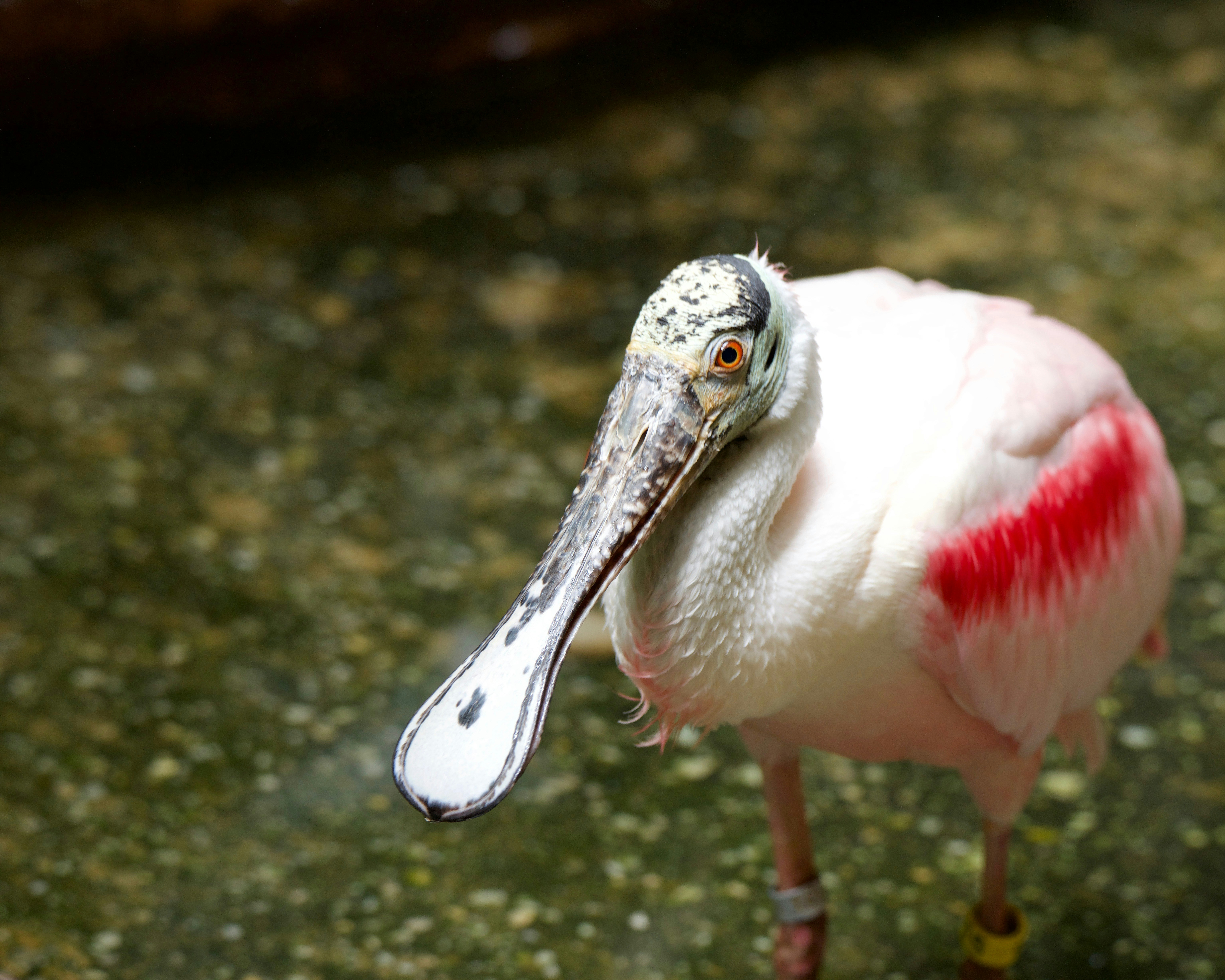 A close up of a bird with a spoon in it's beak