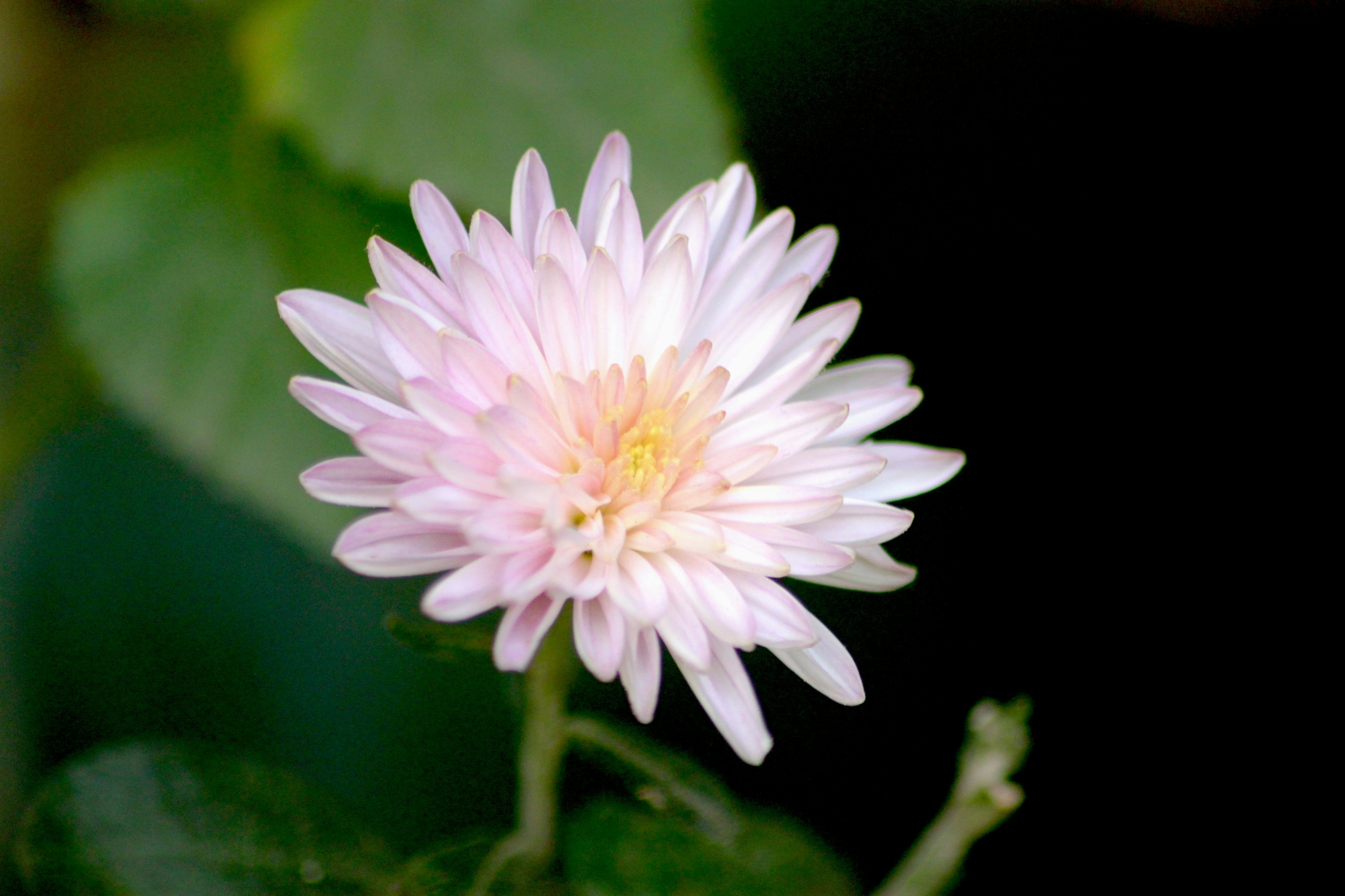 Photo by rahul_saraf