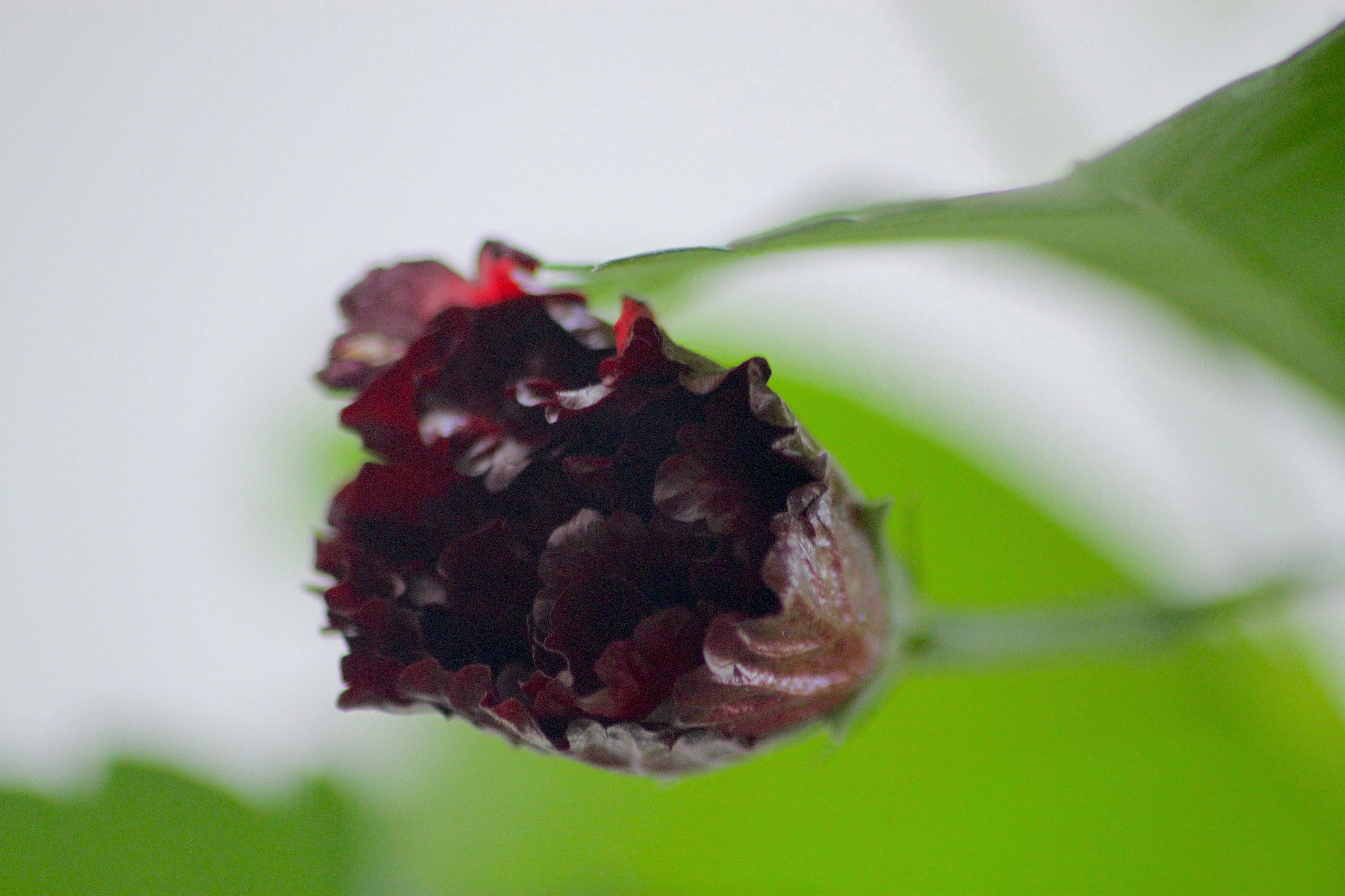 Photo by rahul_saraf