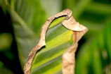 A close up of a leaf with a snake on it
