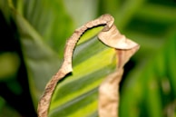 A close up of a leaf with a snake on it