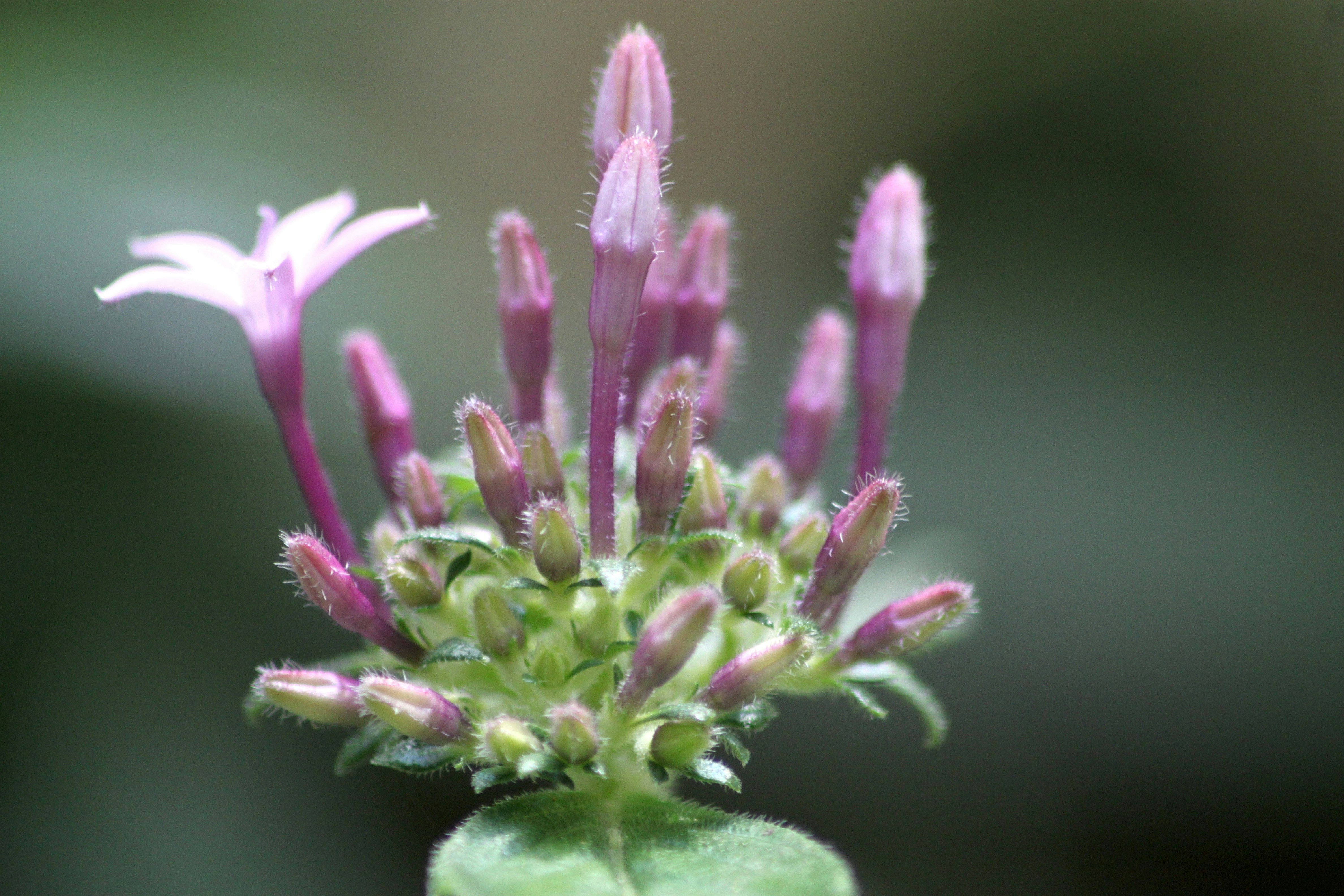 Photo by rahul_saraf