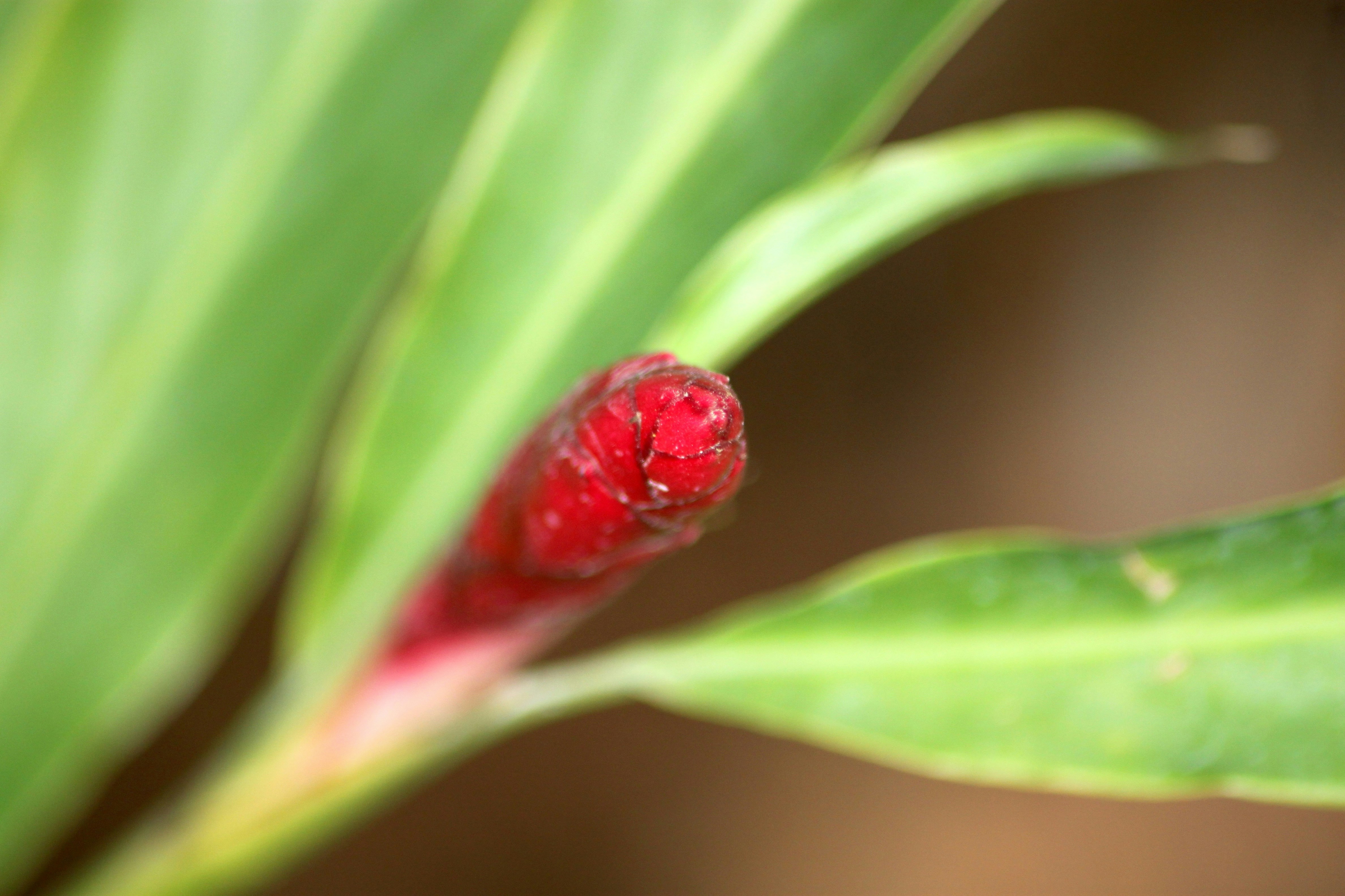 A close up of a red flower on a green leaf