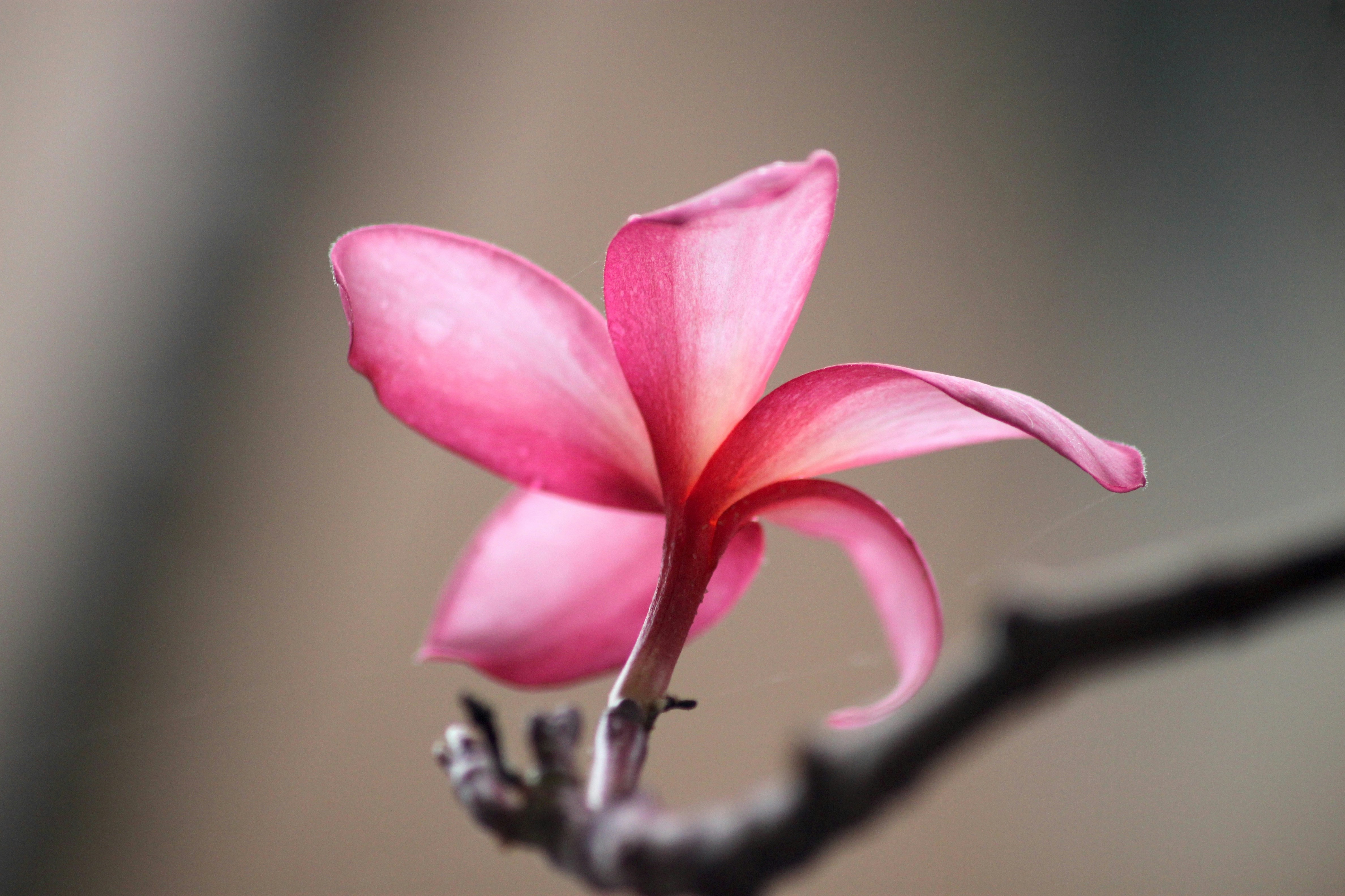 Photo by rahul_saraf