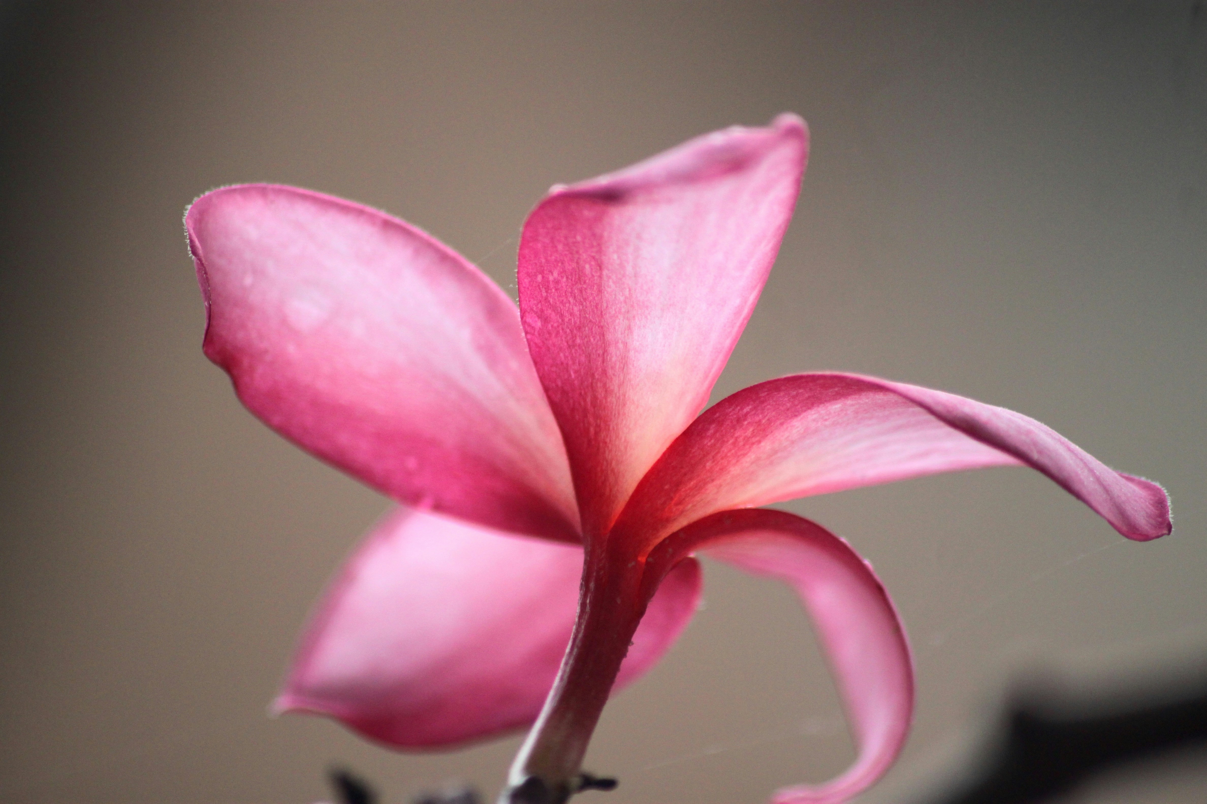 Photo by rahul_saraf