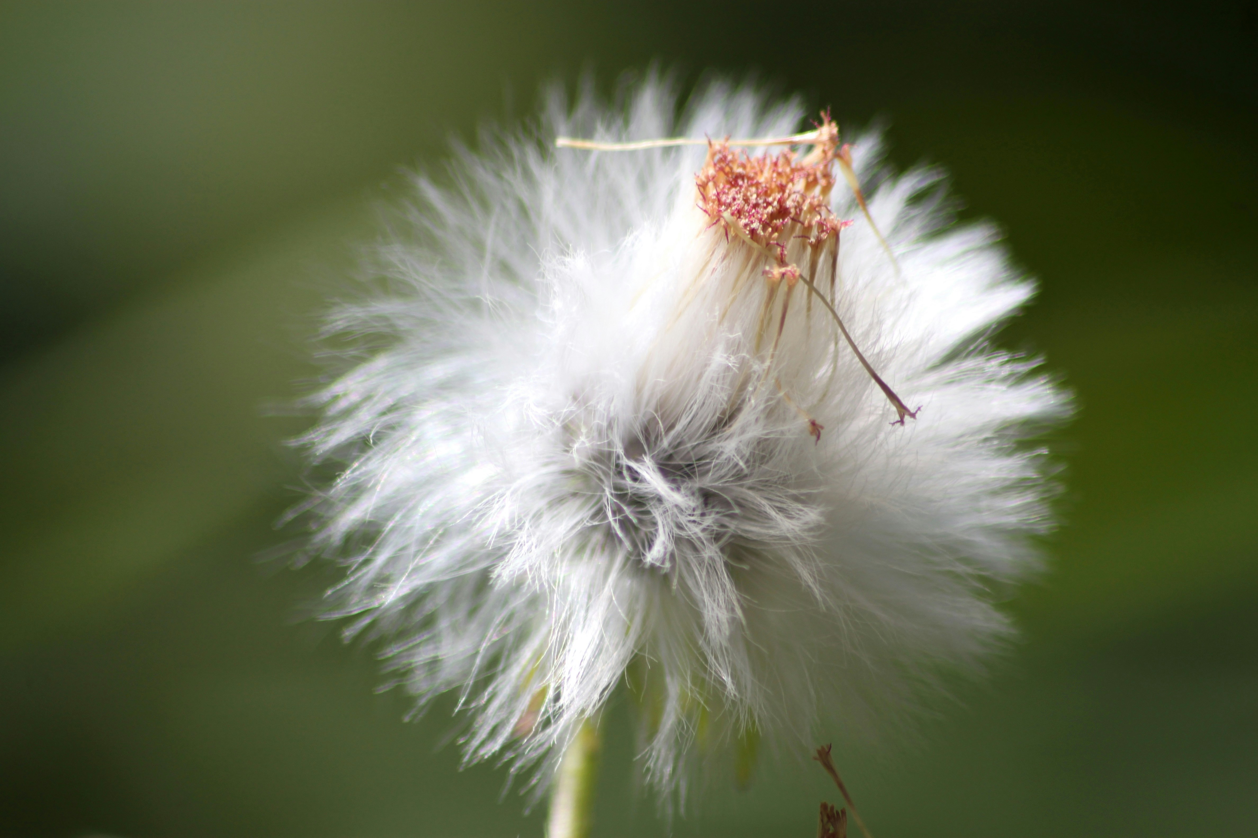A close up of a dandelion with a blurry background