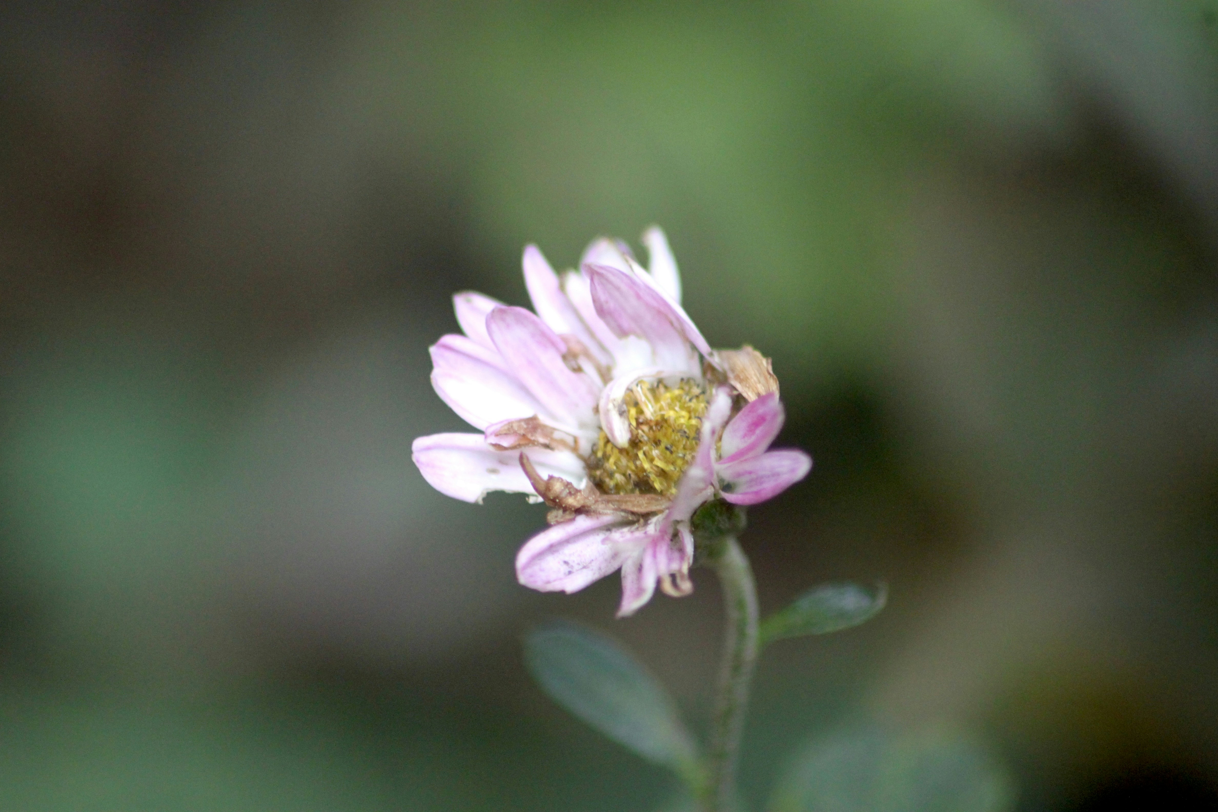 Photo by rahul_saraf