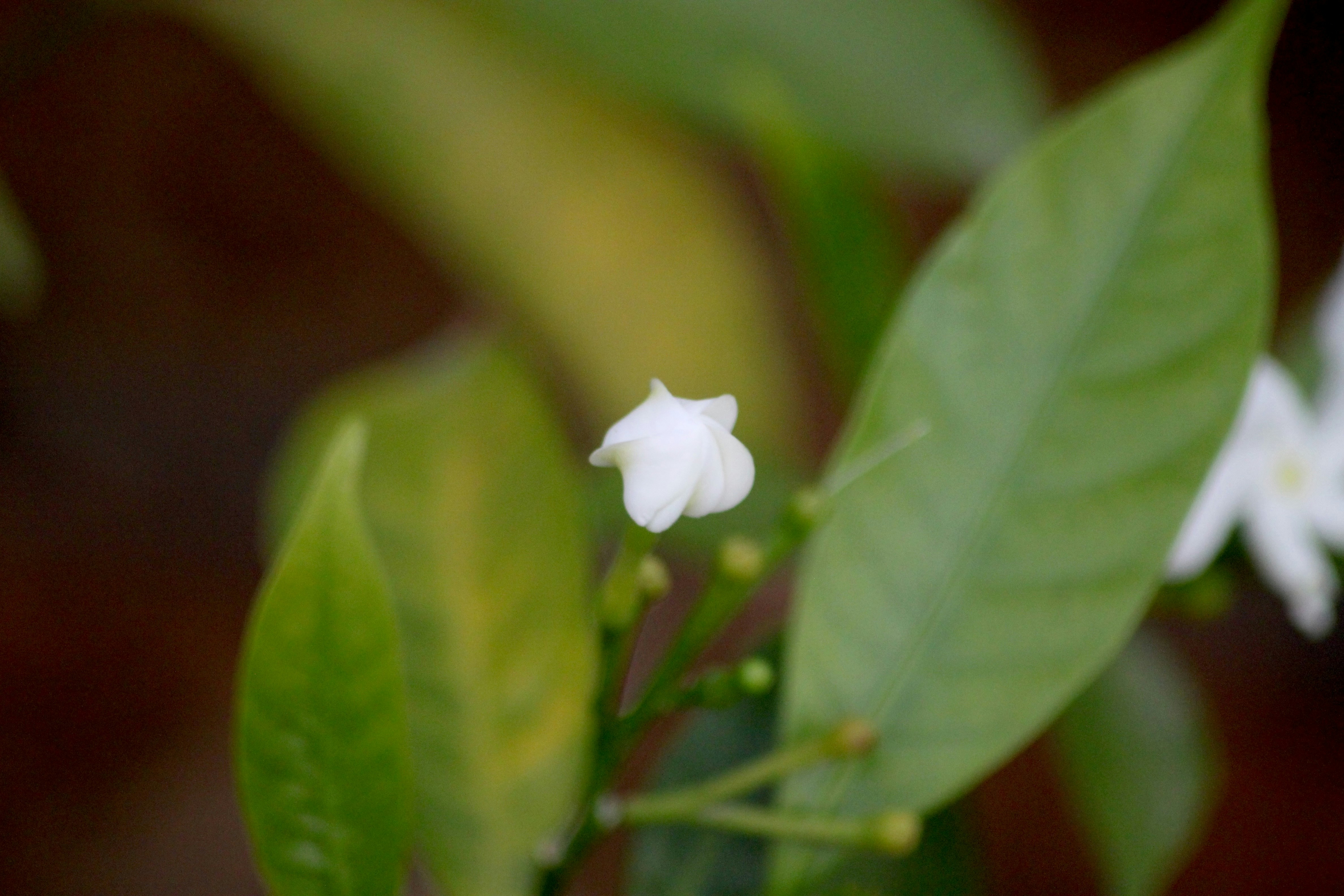 Photo by rahul_saraf