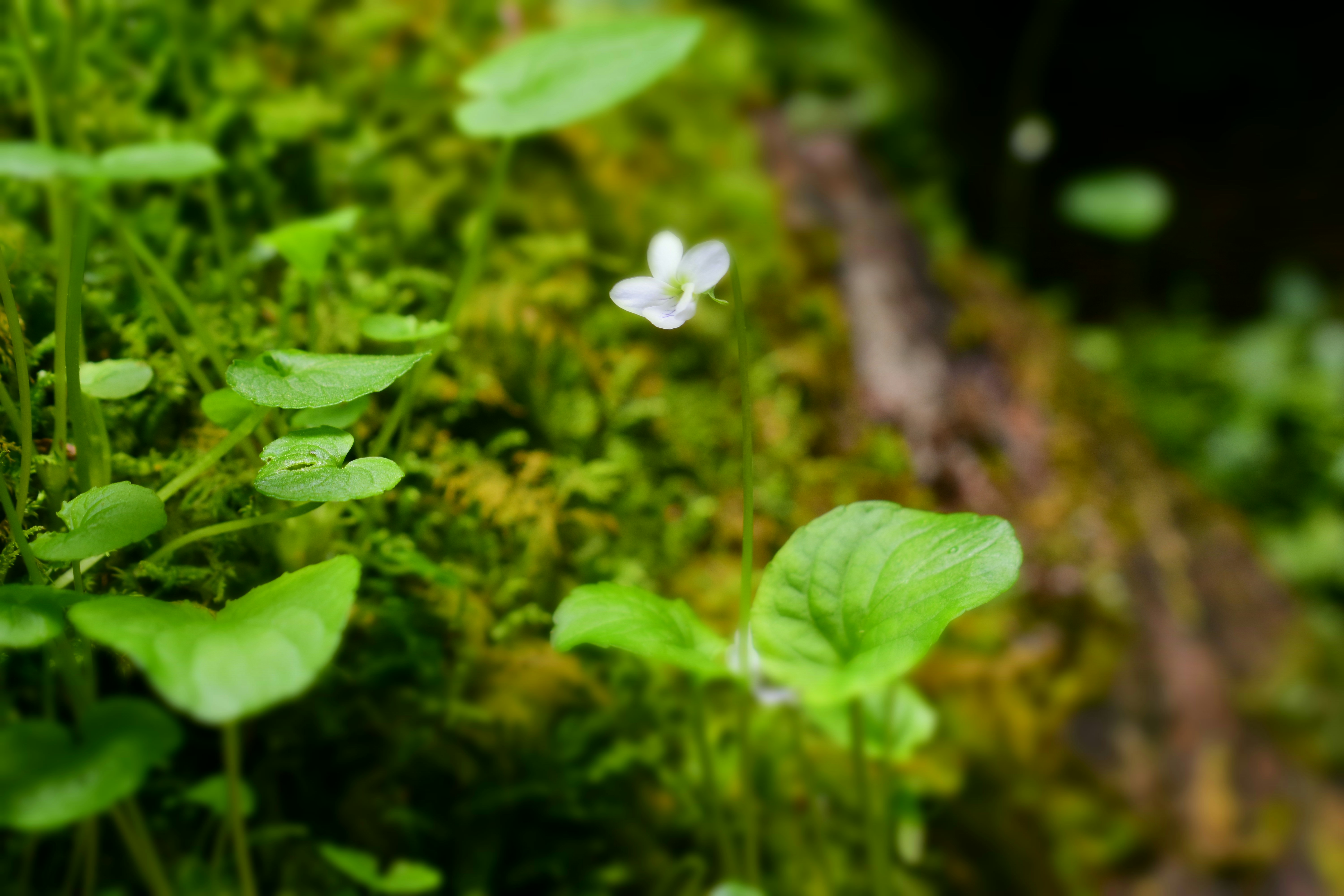 Photo by contracrostipunctus