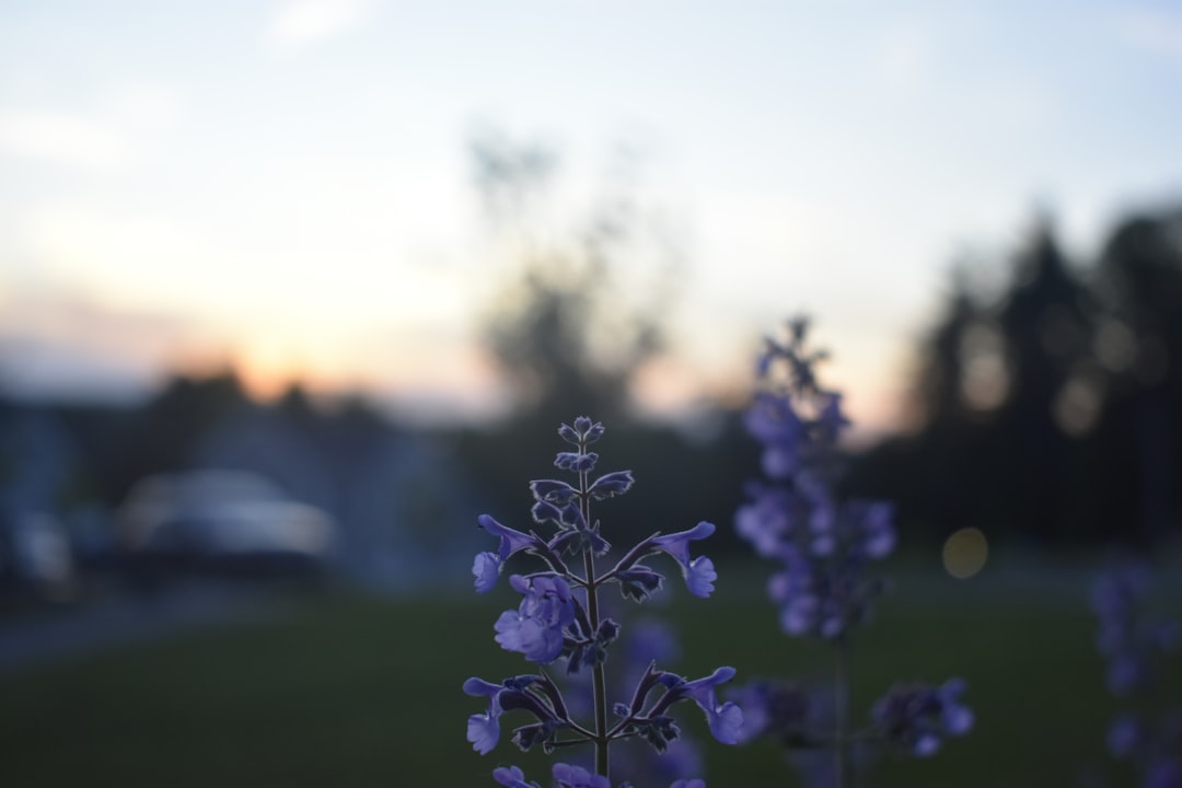 A close up of a purple flower in a field