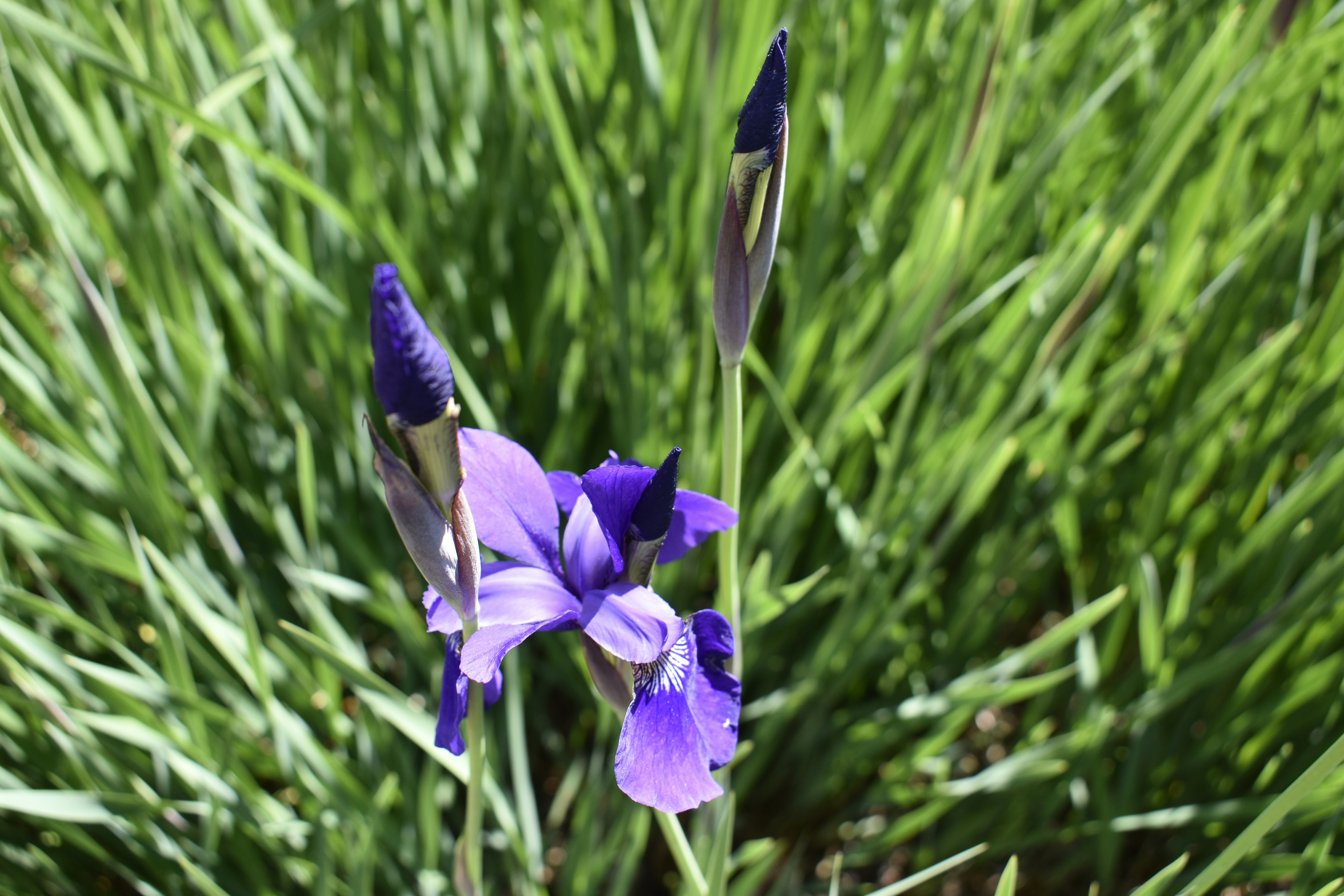 Un gros plan d’une fleur violette dans un champ