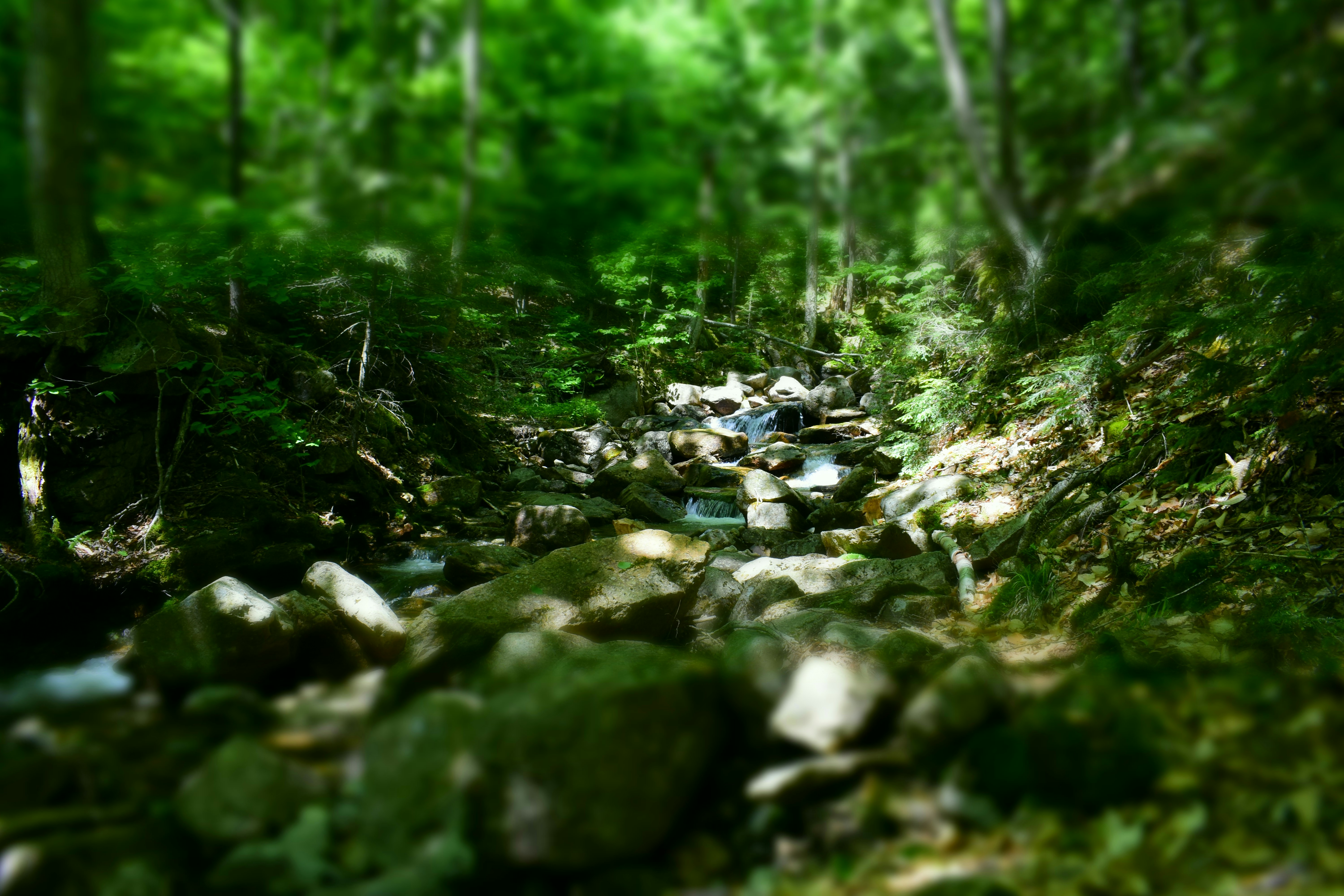 A stream running through a lush green forest