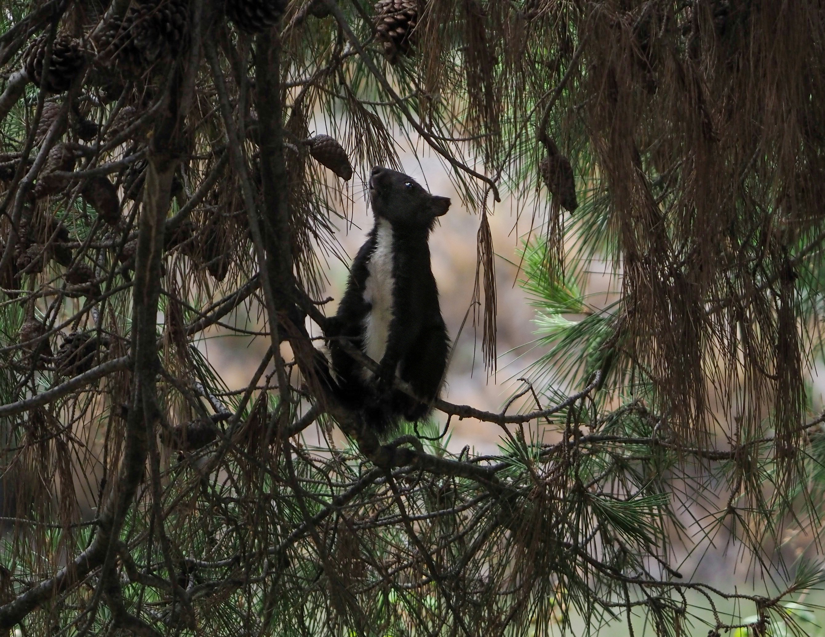 A small black and white animal sitting in a tree
