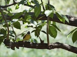 A small bird perched on a branch of a tree