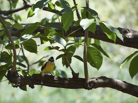 A small bird perched on a branch of a tree