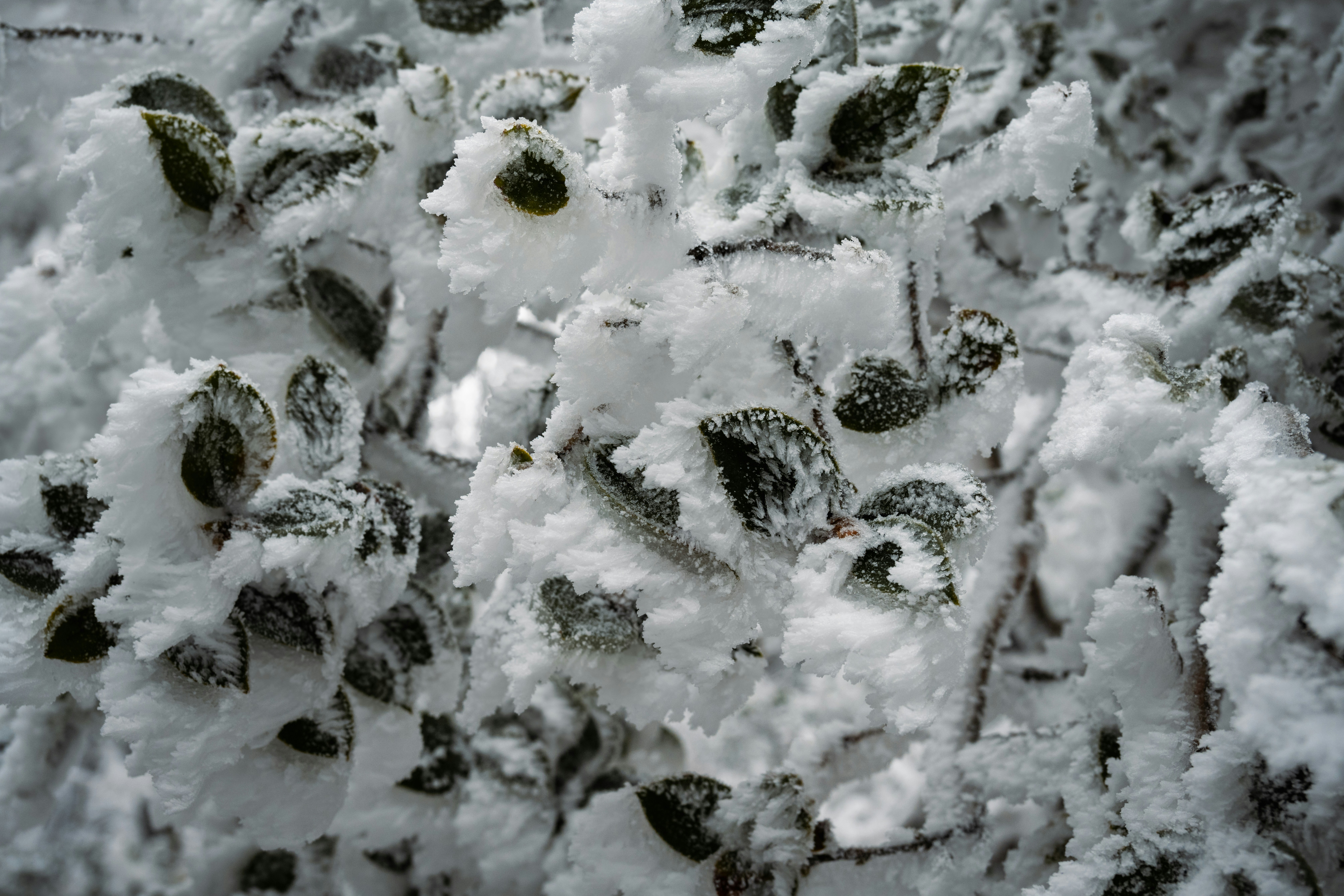 Photo by gabor_koszegi