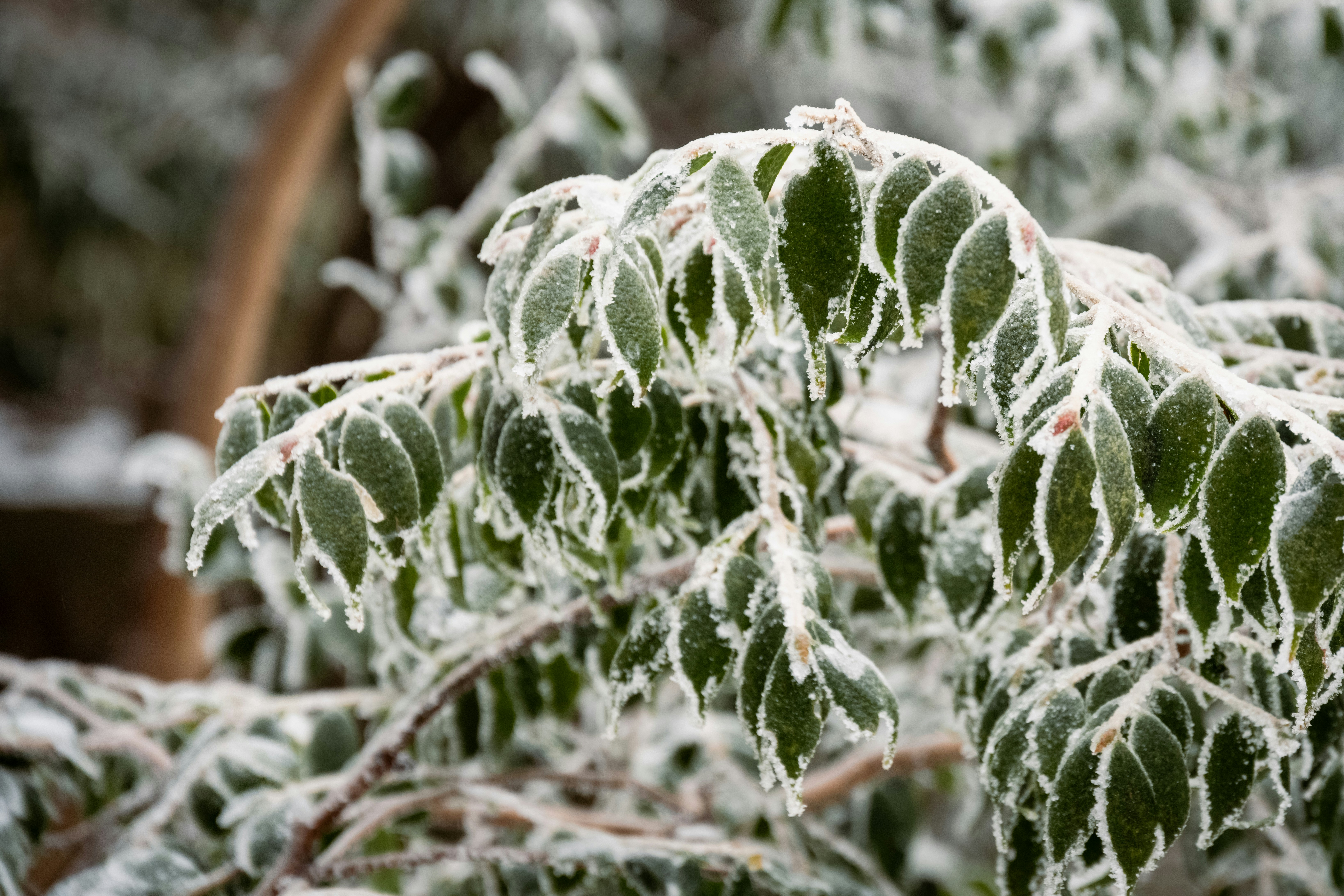 Photo by gabor_koszegi