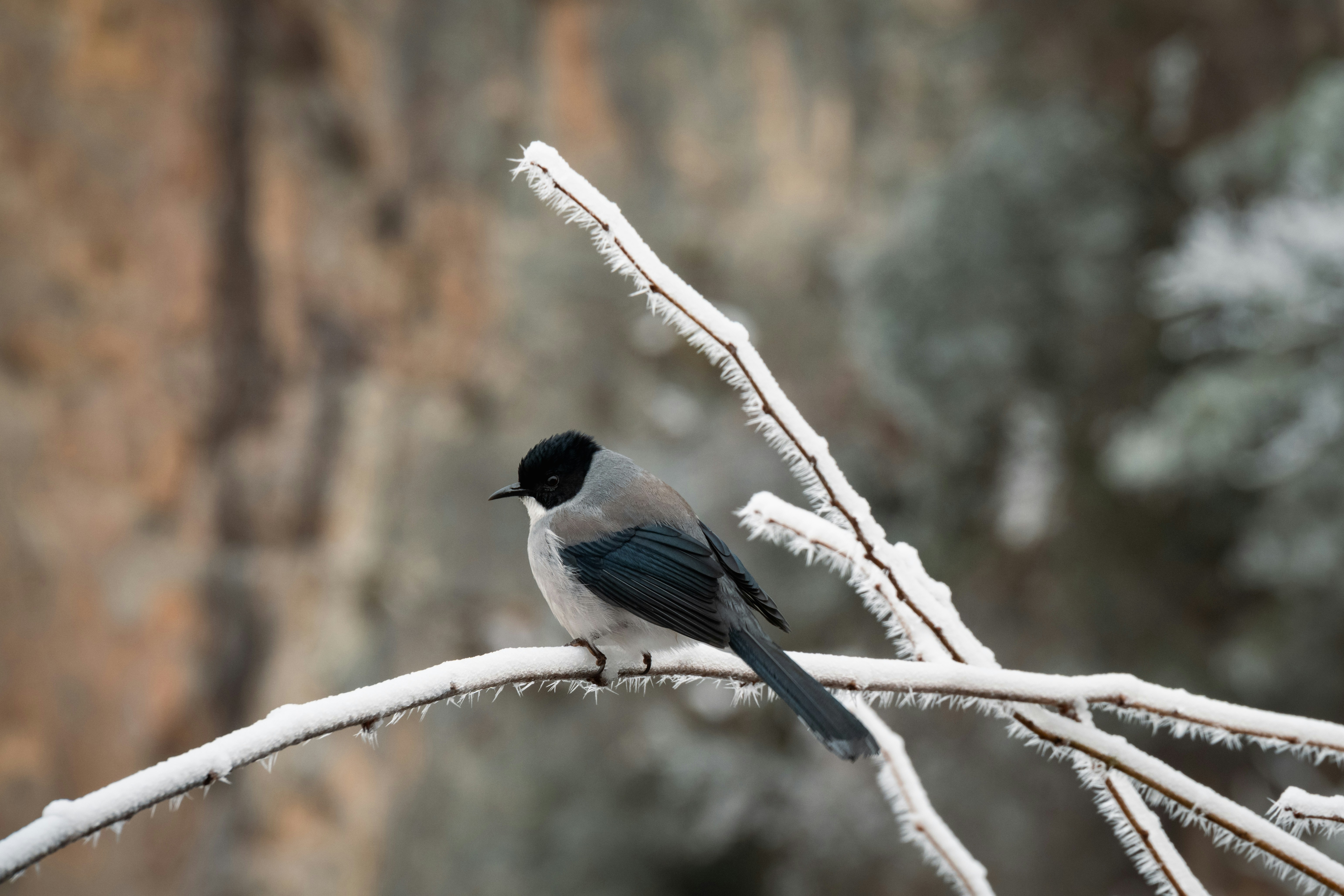 Photo by gabor_koszegi