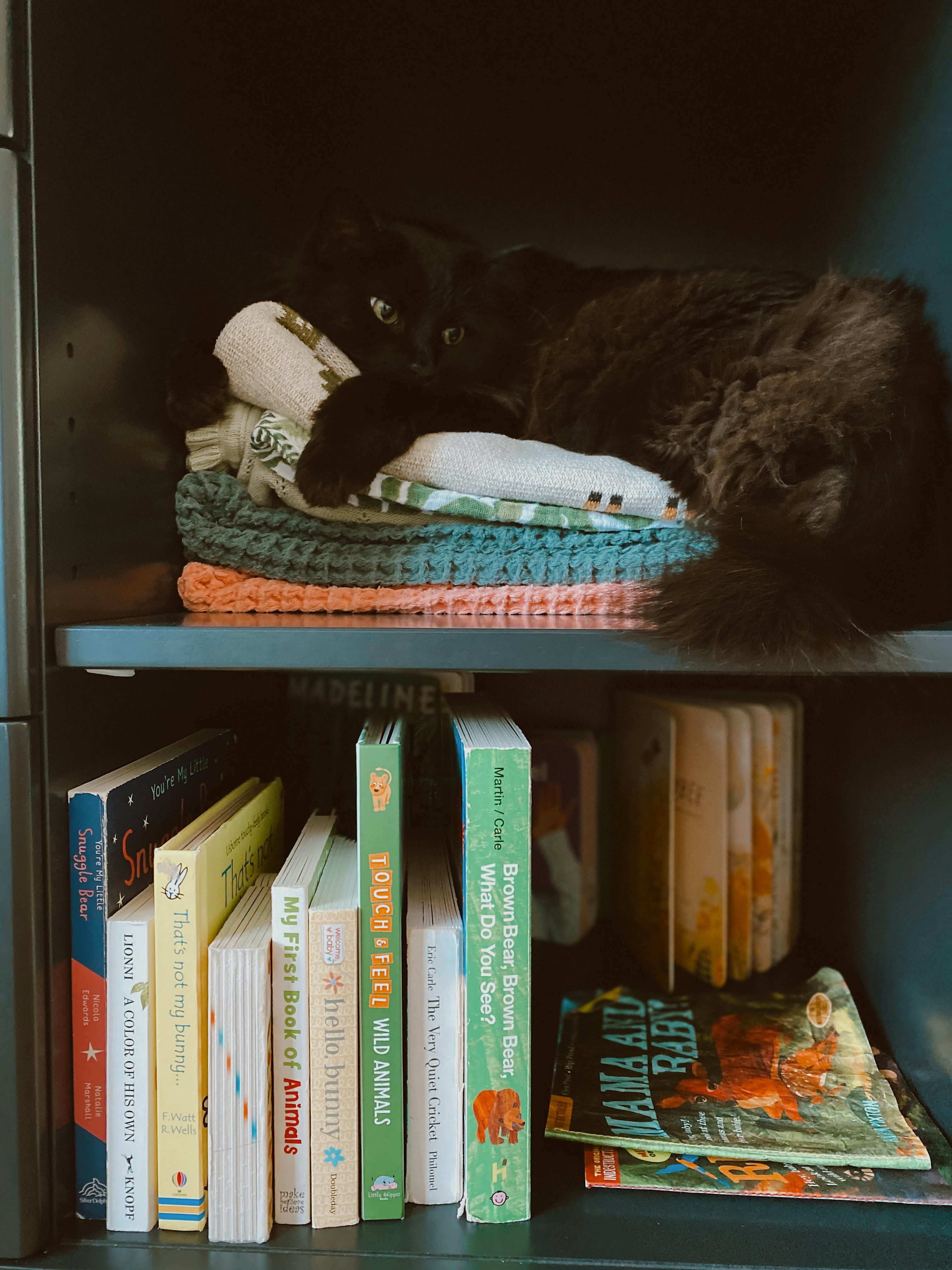 A black cat laying on top of a book shelf