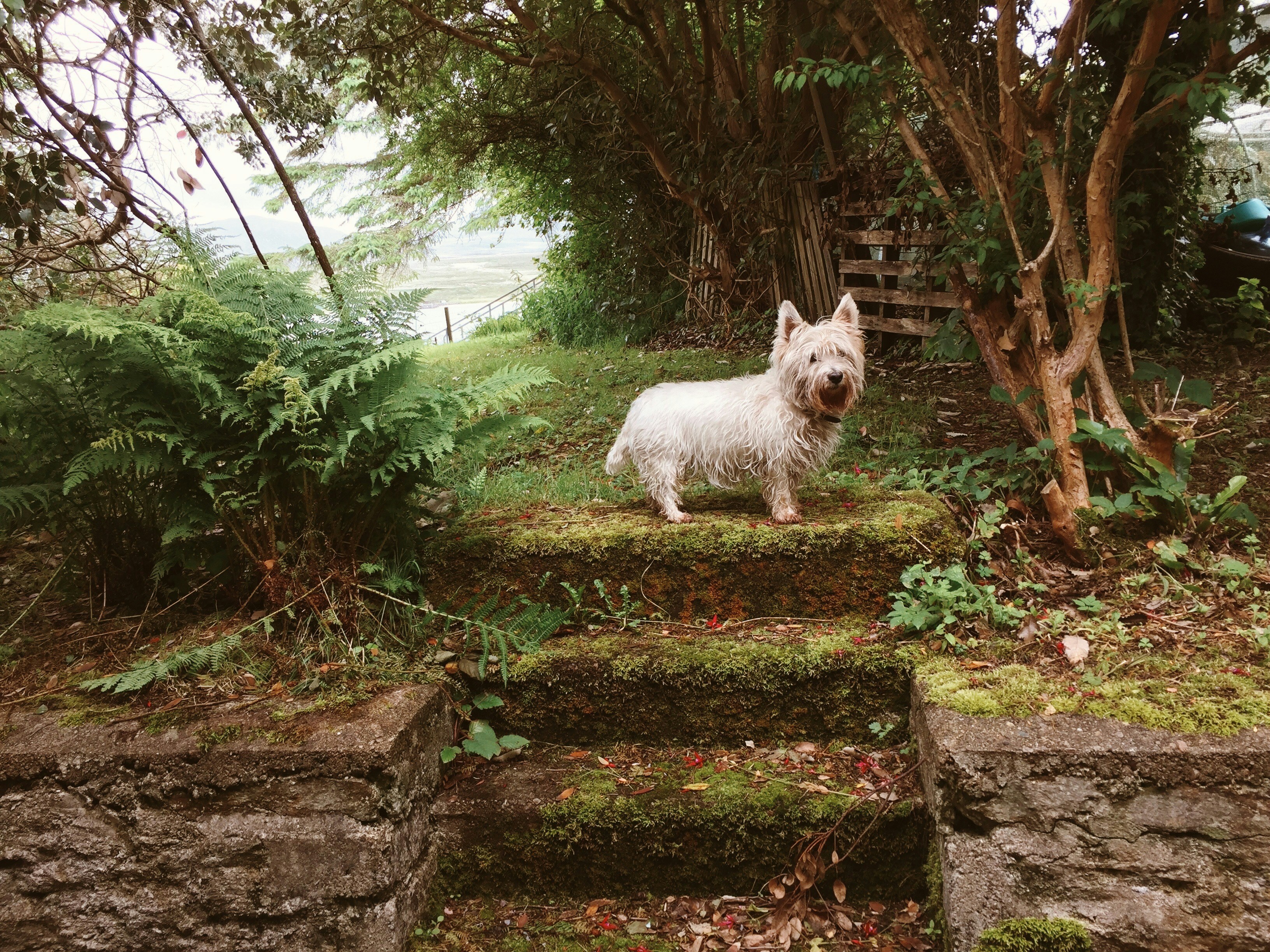 A white dog standing on top of a lush green field