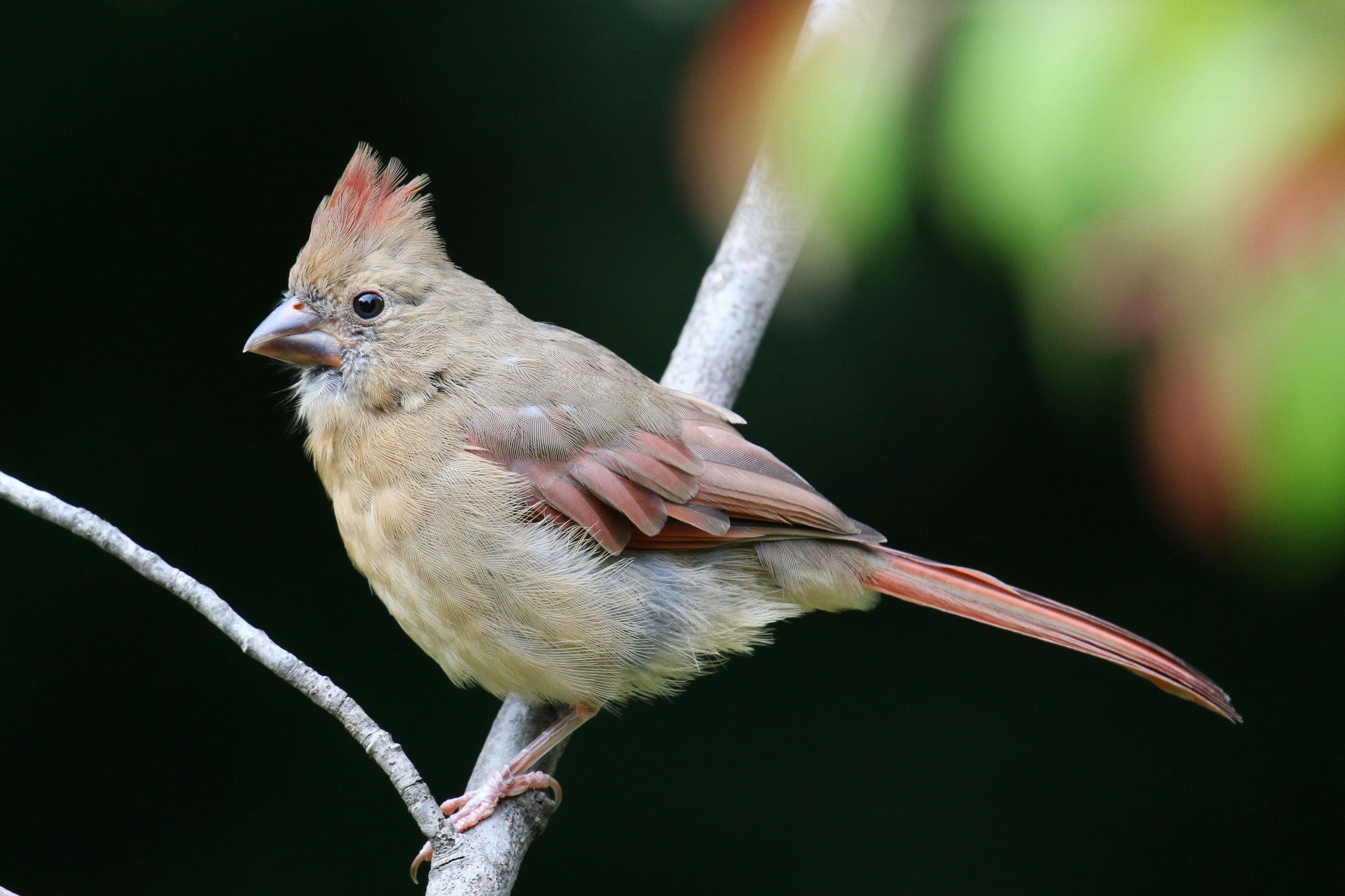 Photo by goldenplover31