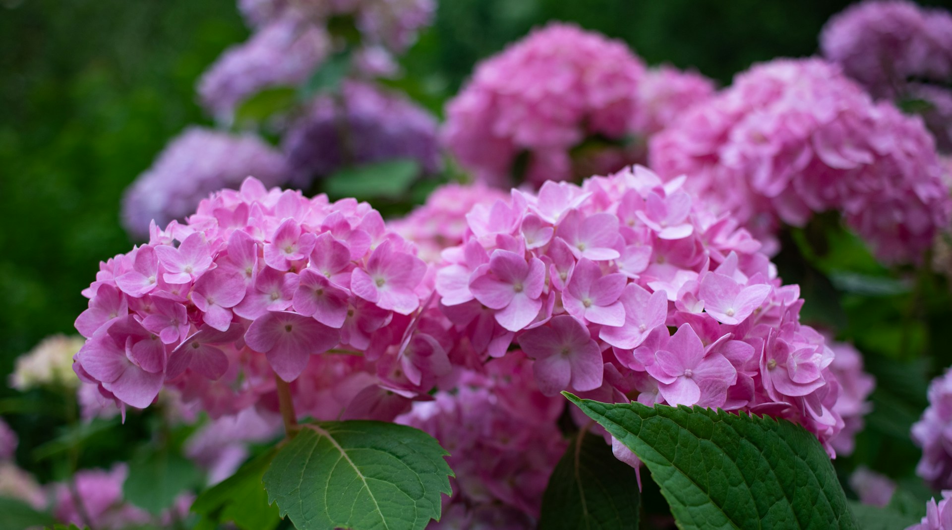 A bunch of pink flowers with green leaves