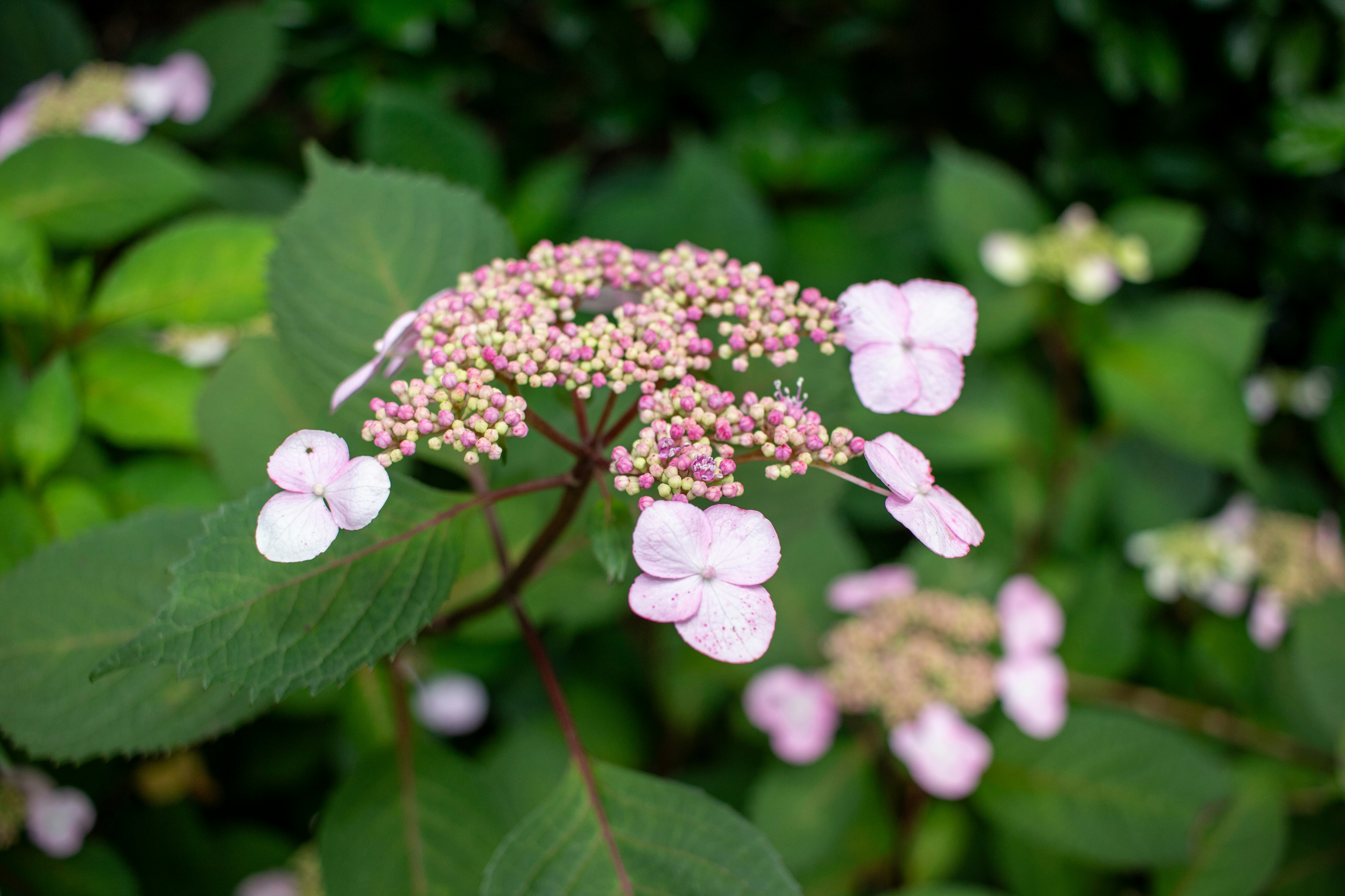 Photo by zoshuacolah