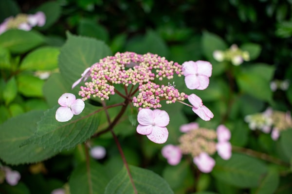 Calluna vulgaris Gold Haze
