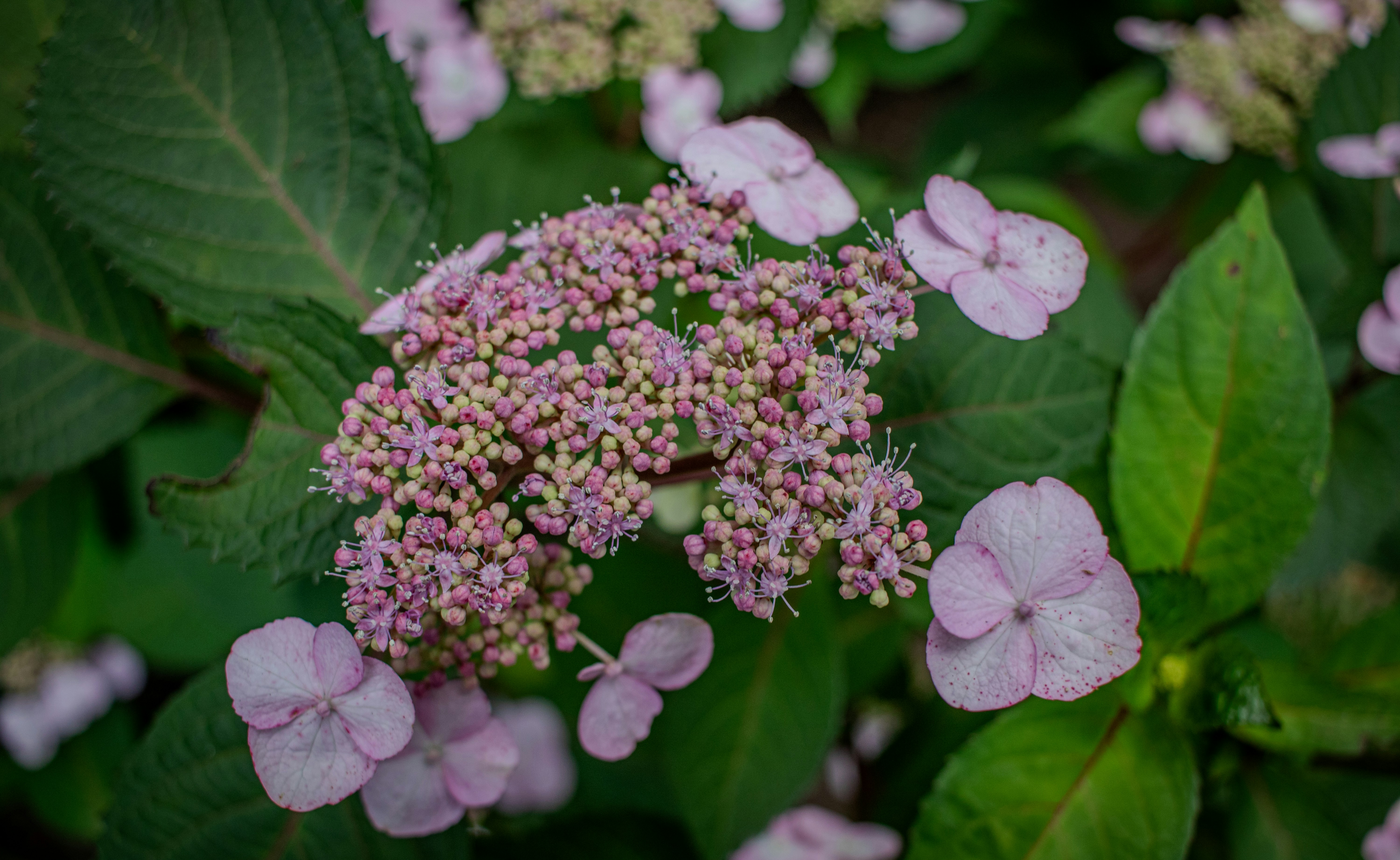 Photo by zoshuacolah