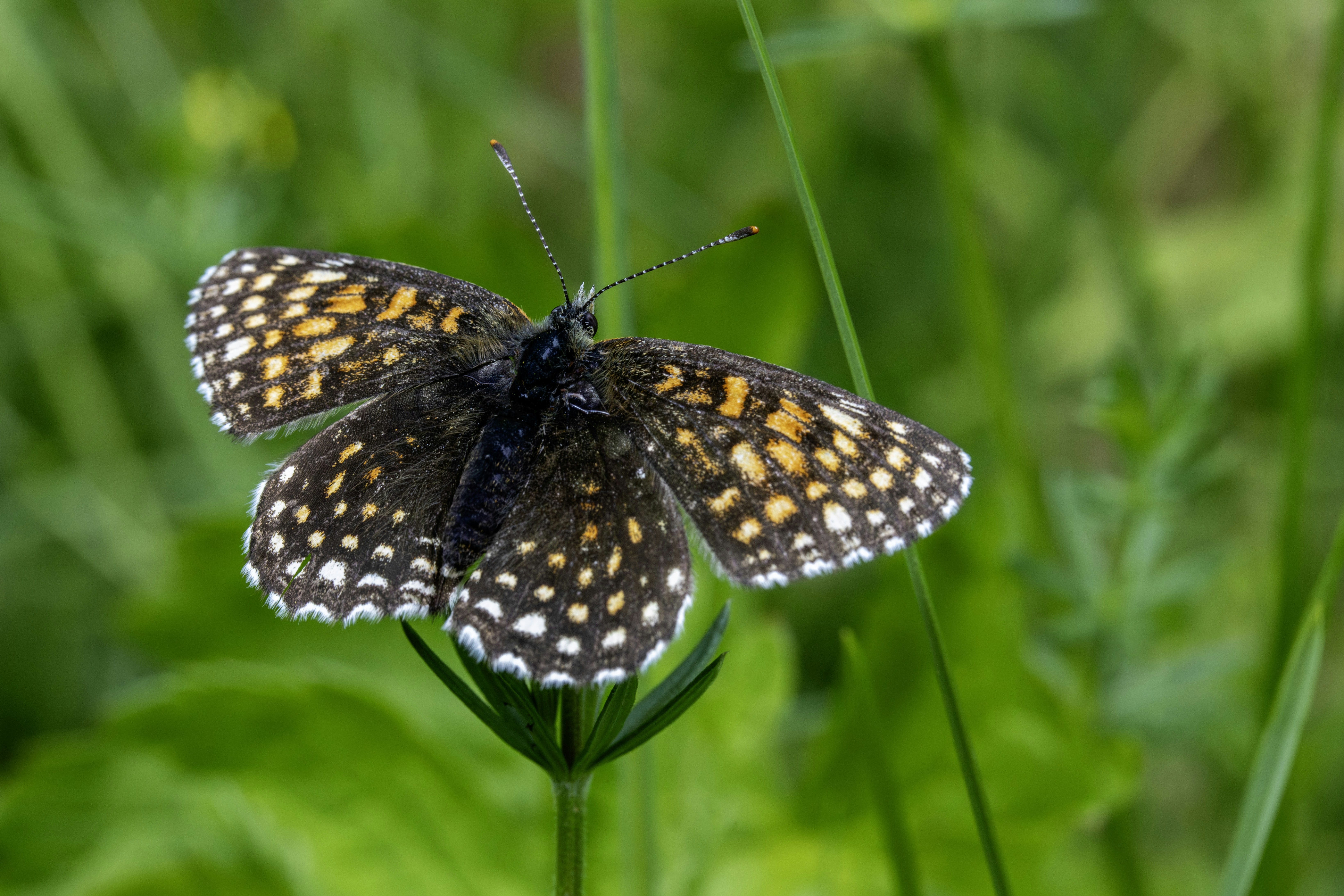 Photo by erik_karits