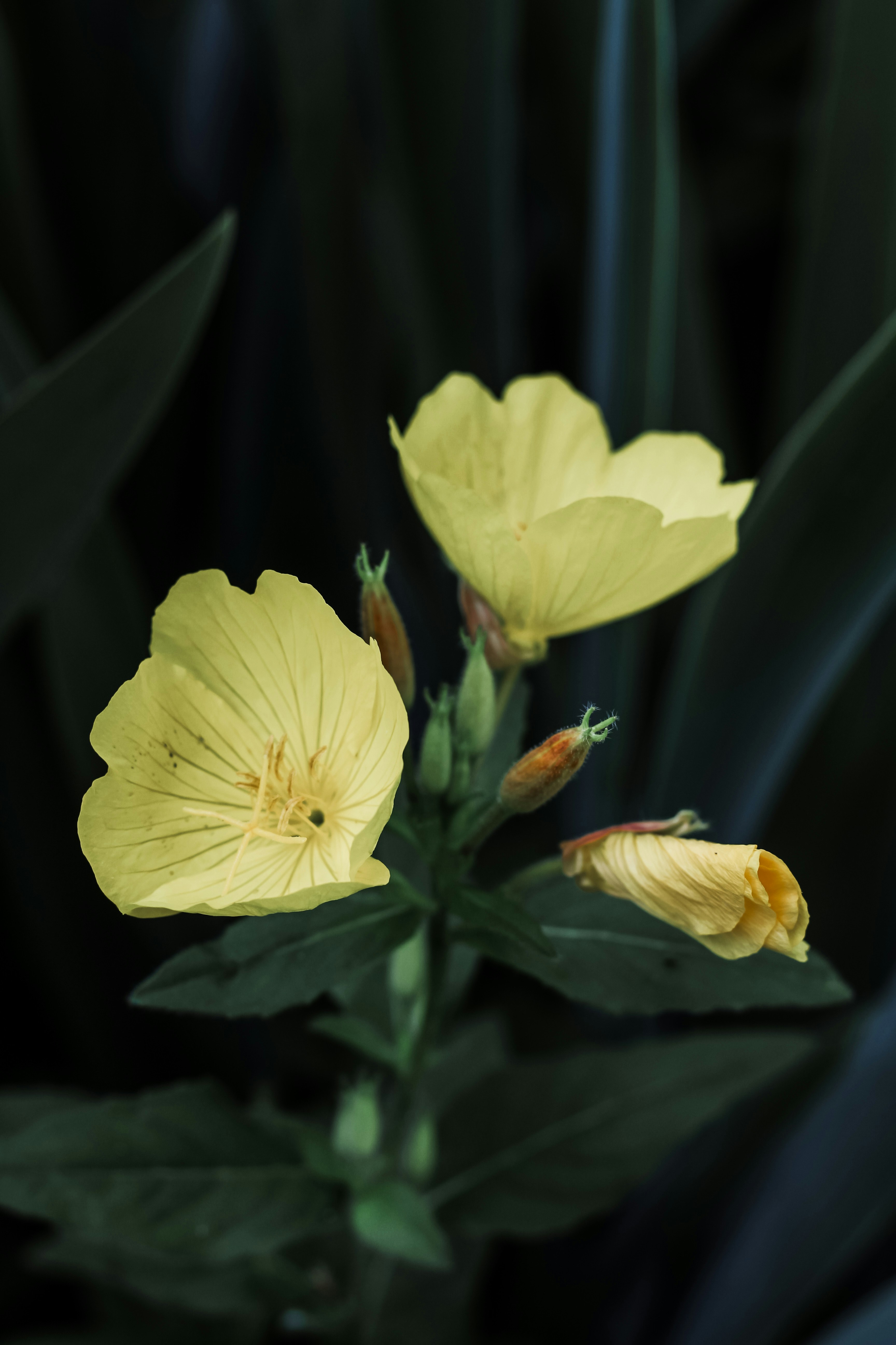 A yellow flower with green leaves in the background