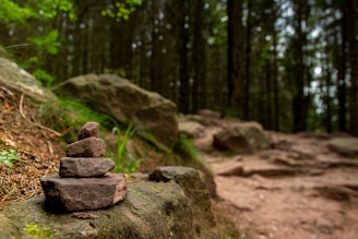 A pile of rocks sitting on top of a lush green forest
