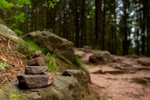 A pile of rocks sitting on top of a lush green forest